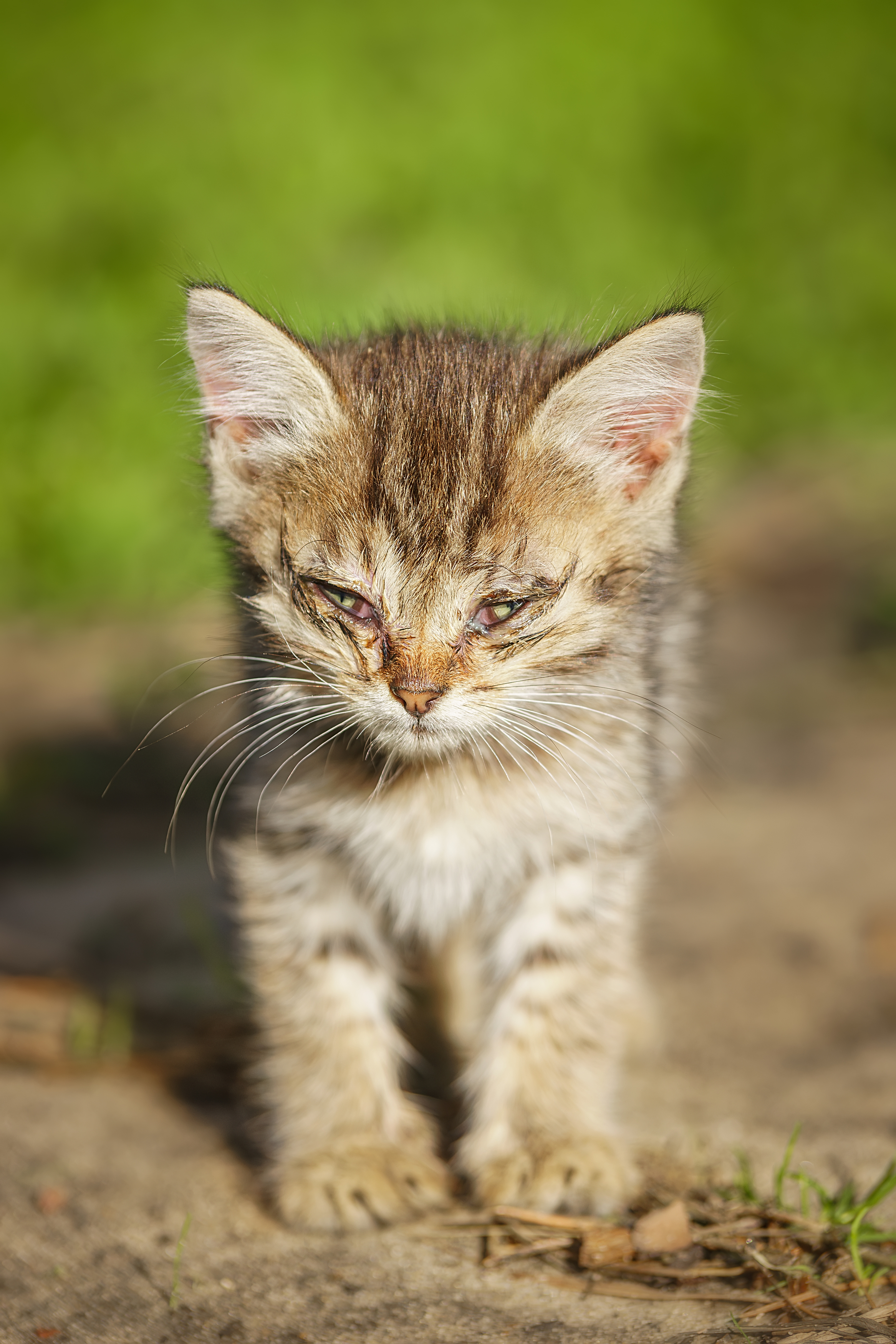 , Корнеев Алексей