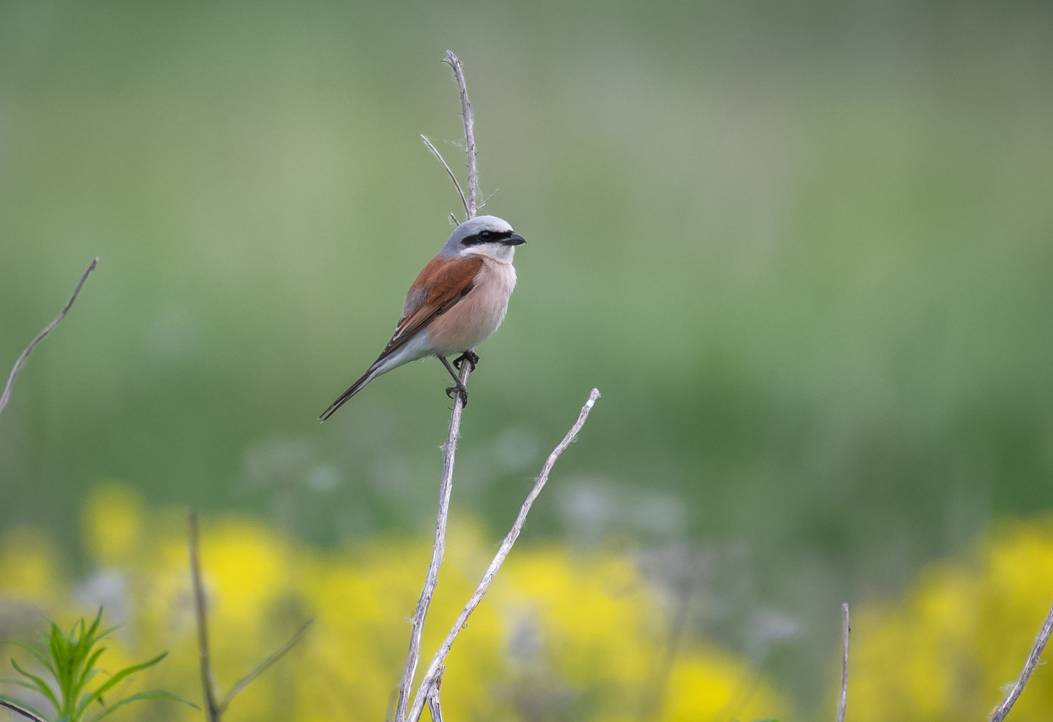 , Ширяев Константин