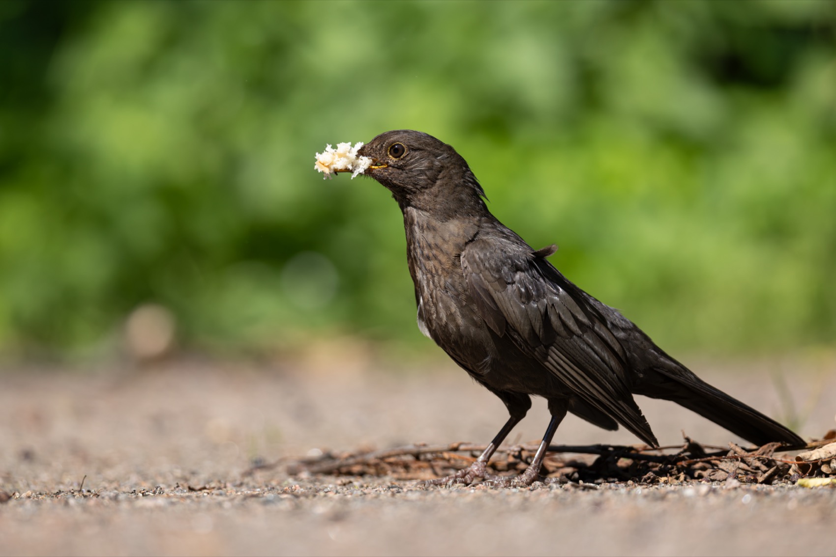 черный дрозд, дрозд, птицы, Руслан Pl