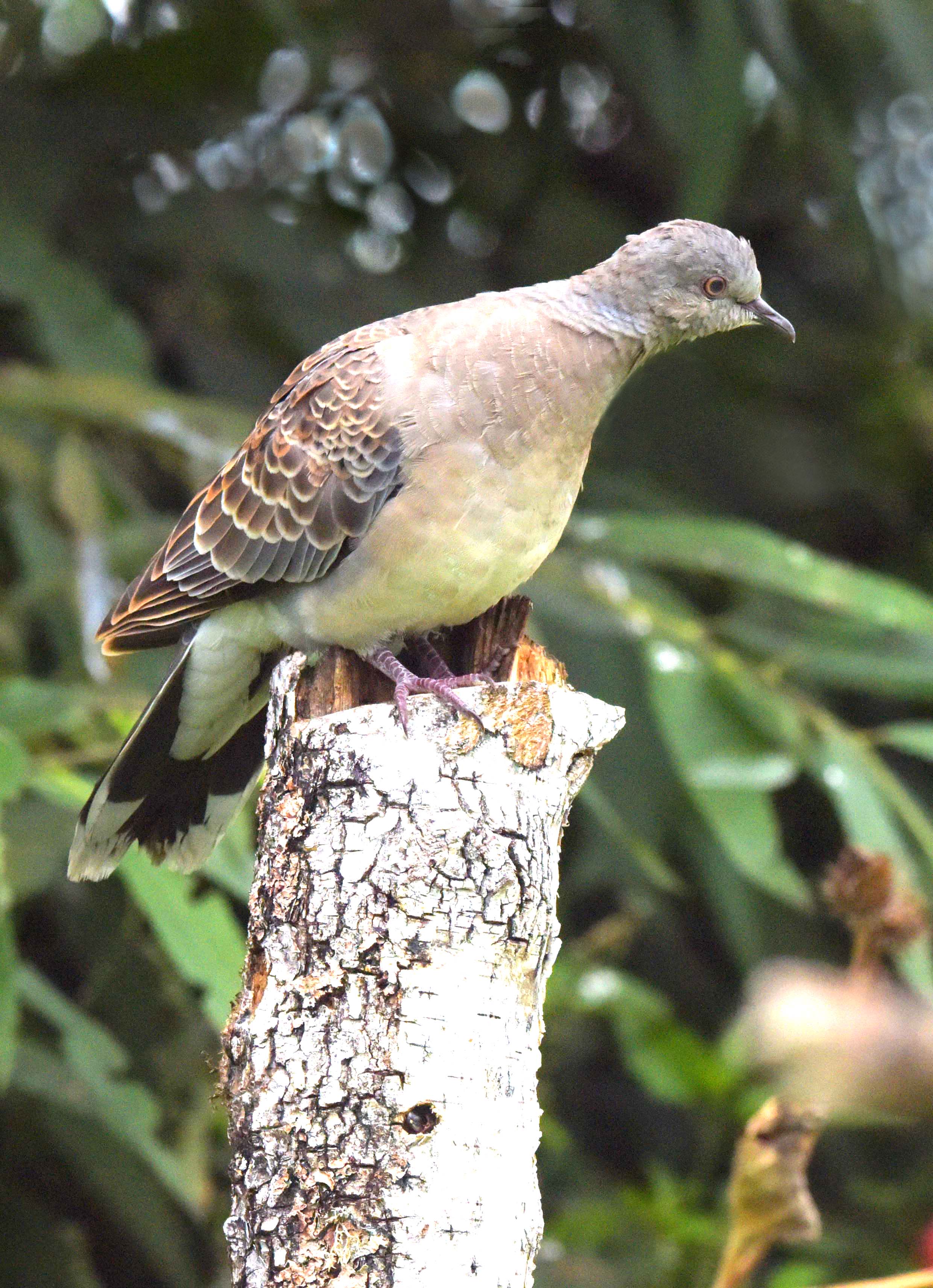 , Белоусов Михаил