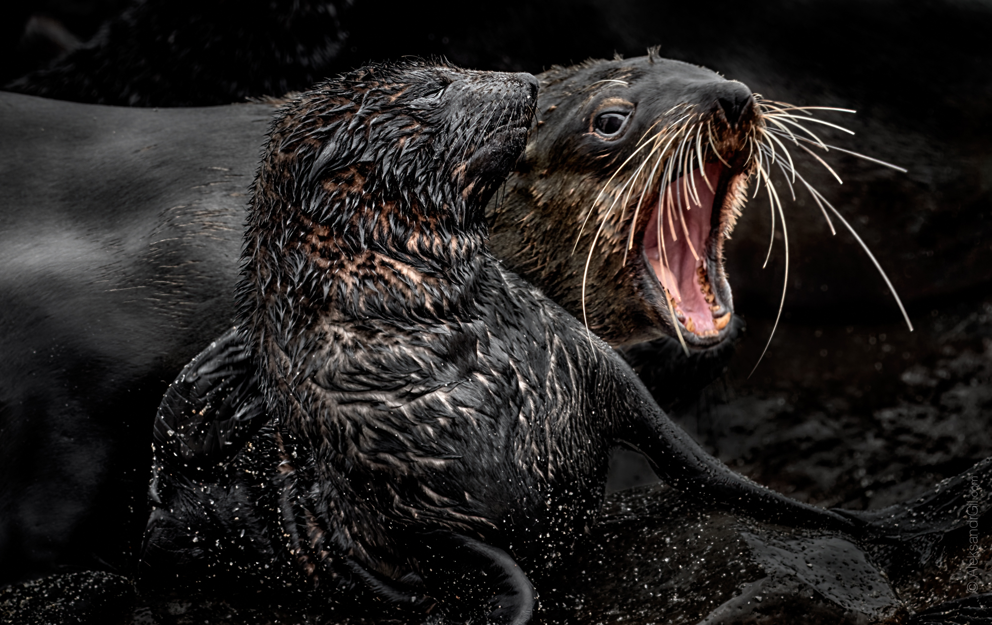 , Гиль Александр