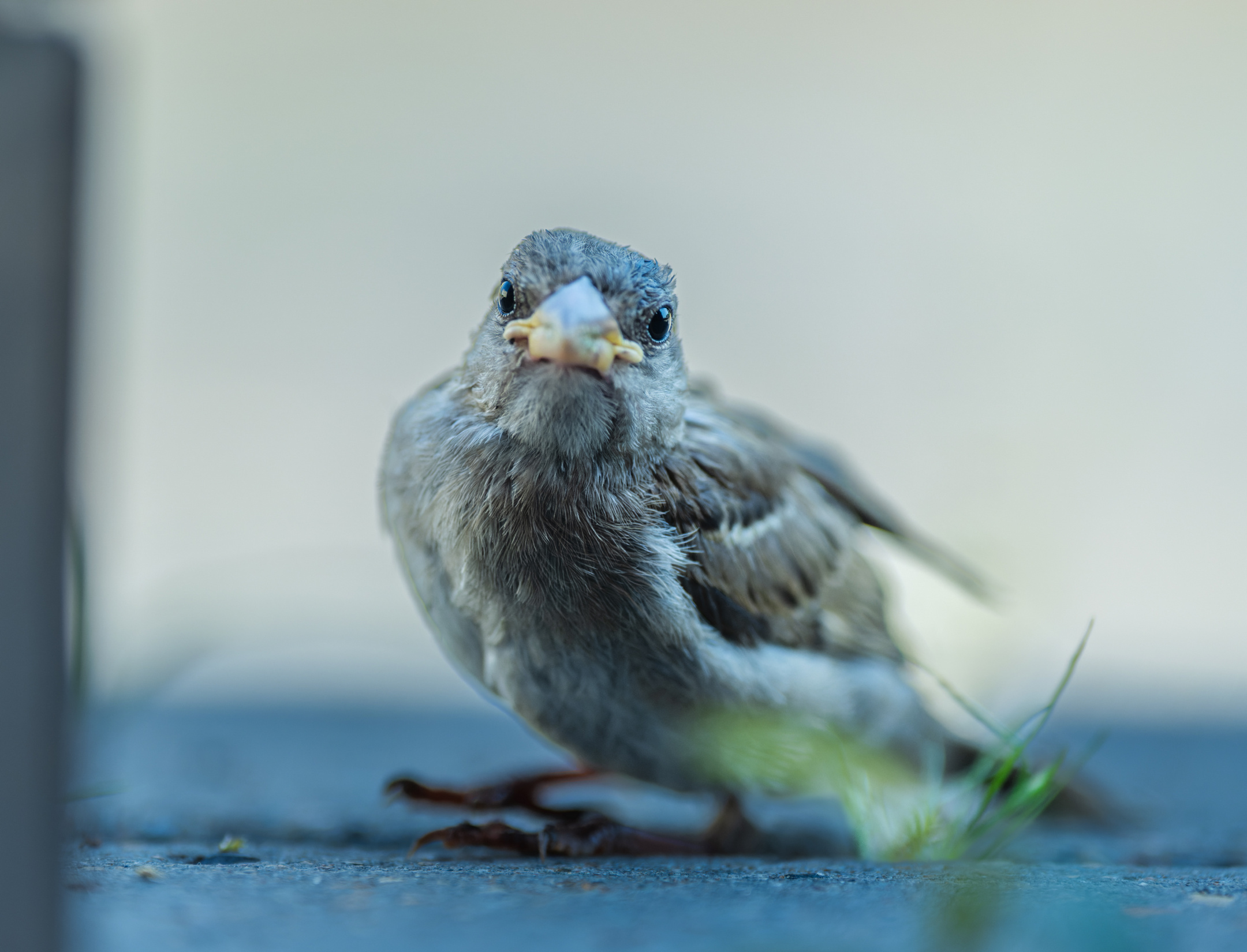 , Дэм Константин