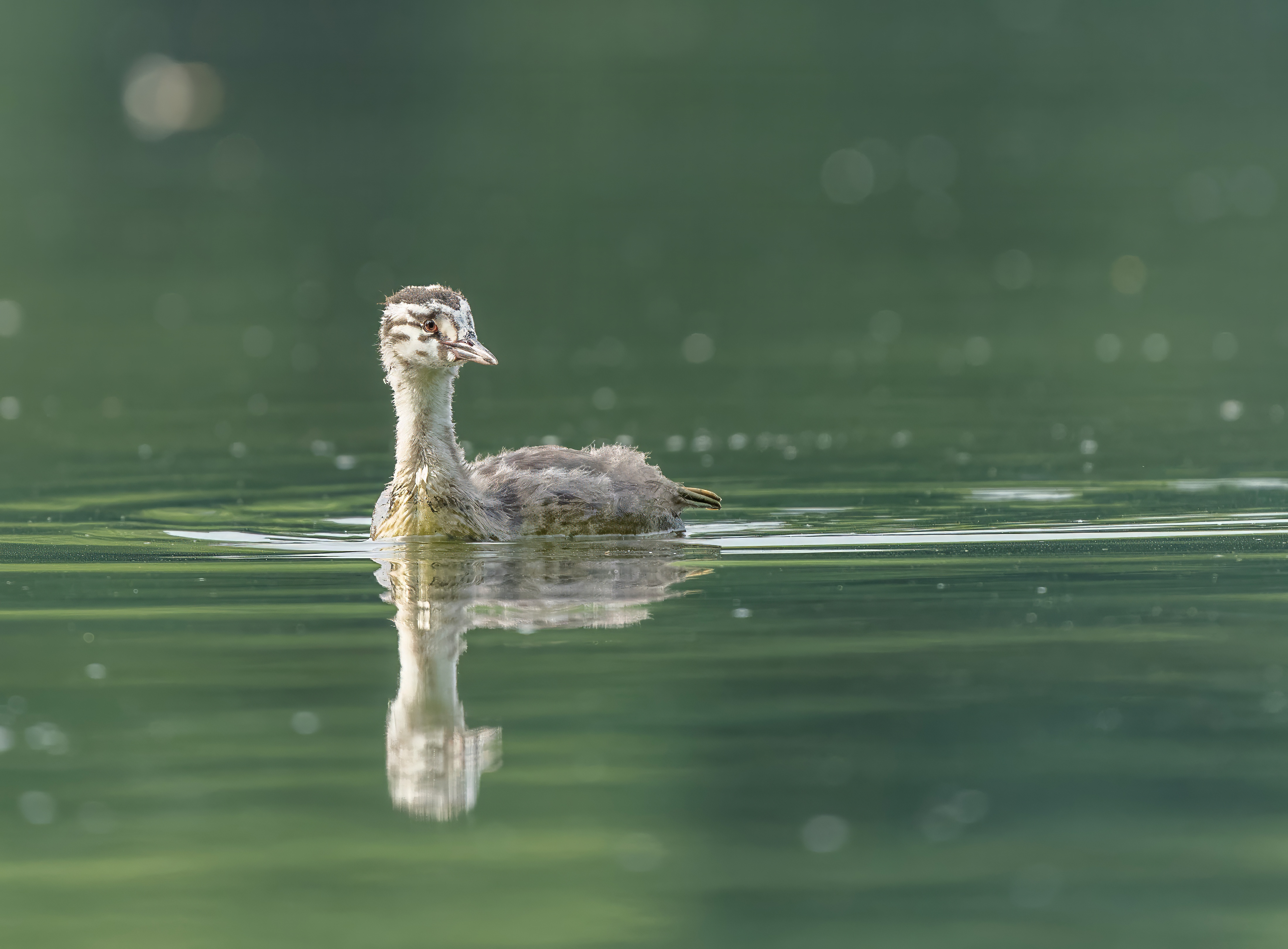 , Дэм Константин