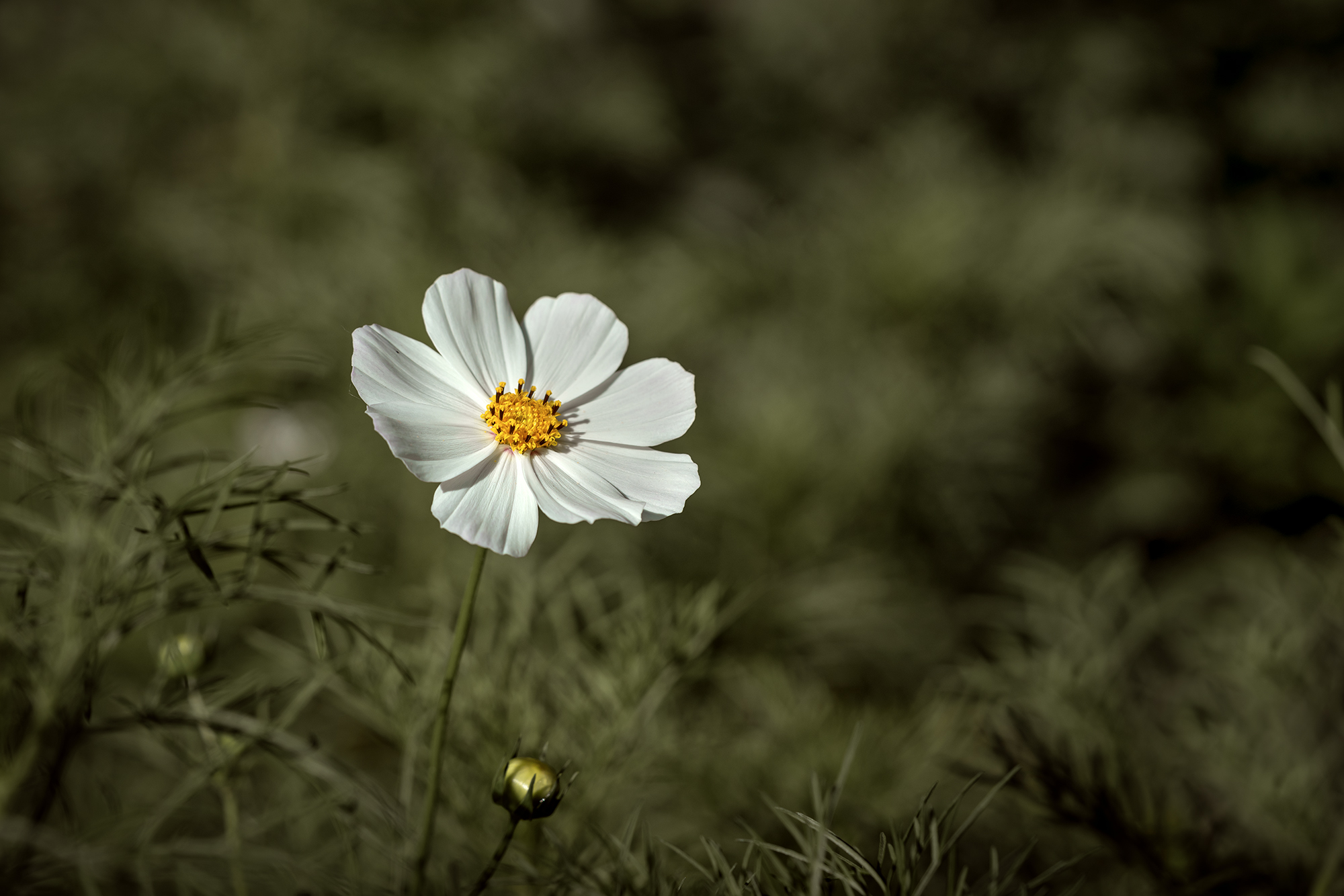 космея, природа, цветы, минимализм, флора, Людмила Завьялова