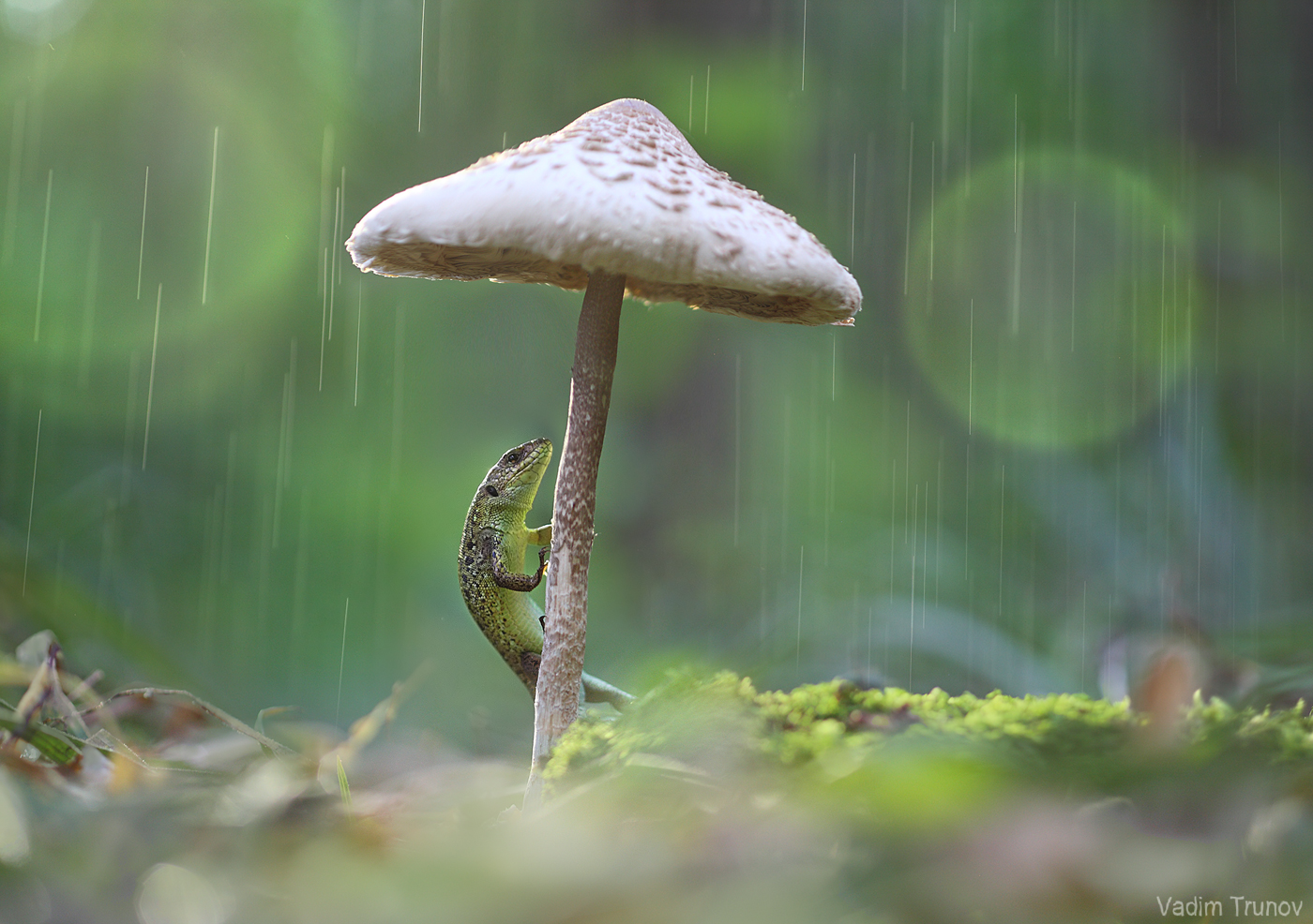 ящерица, lizard, гриб, Вадим Трунов
