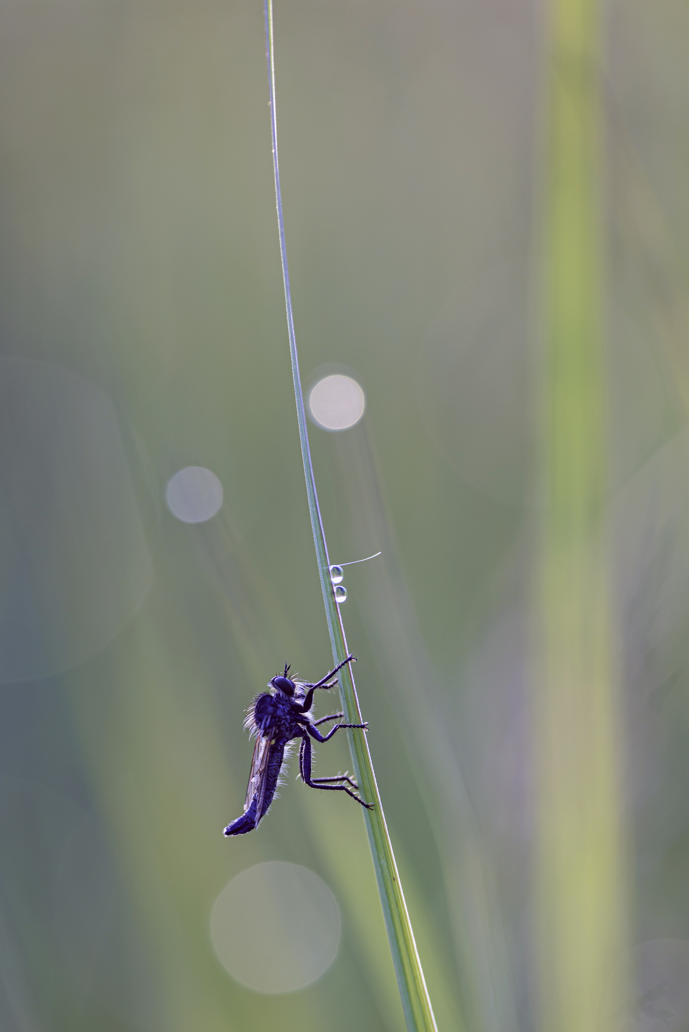 ,  Светослав Радков