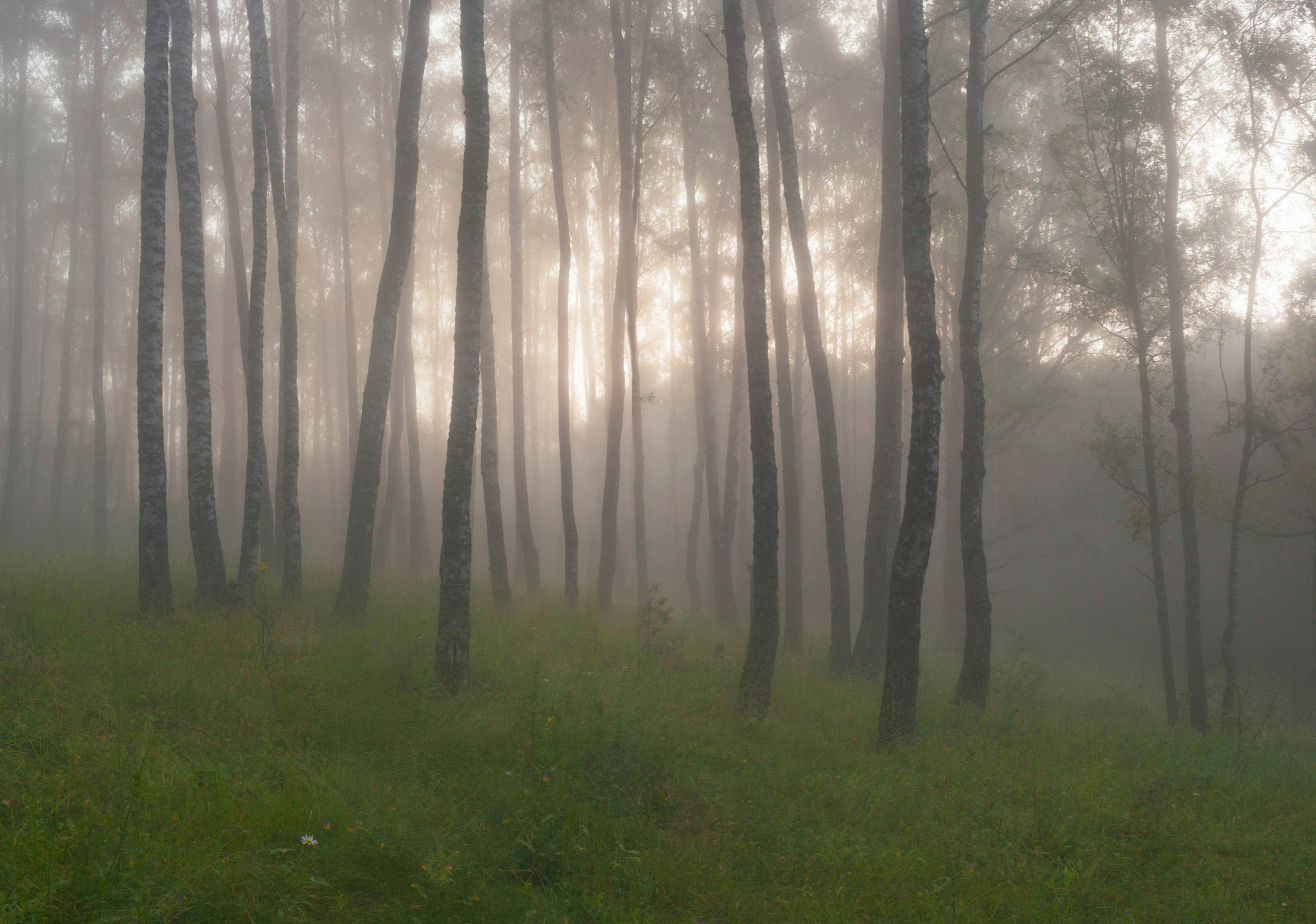 лес, рассвет, Свистков Александр