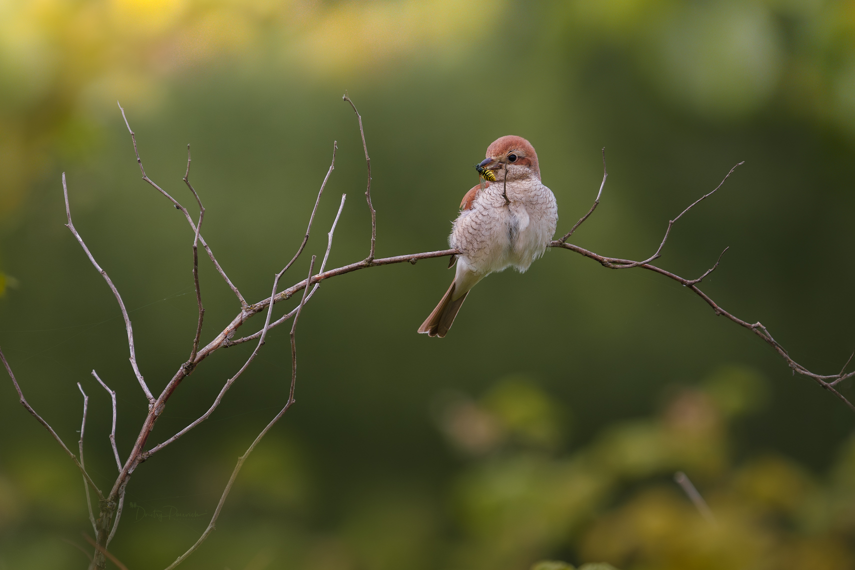 природа, лес, поля, огороды, животные, птицы, макро, Дмитрий Посевич