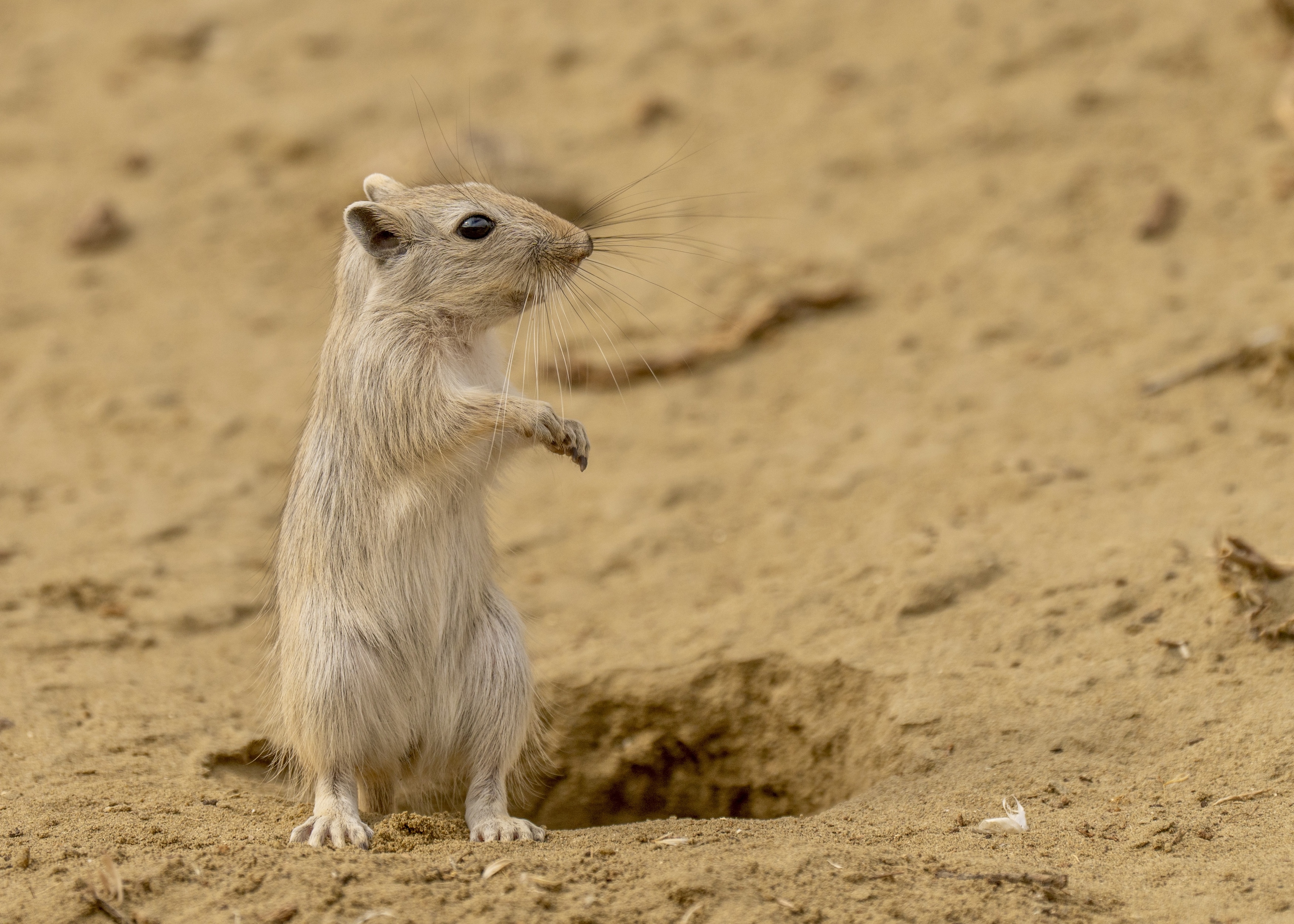 , Владимир Цветов