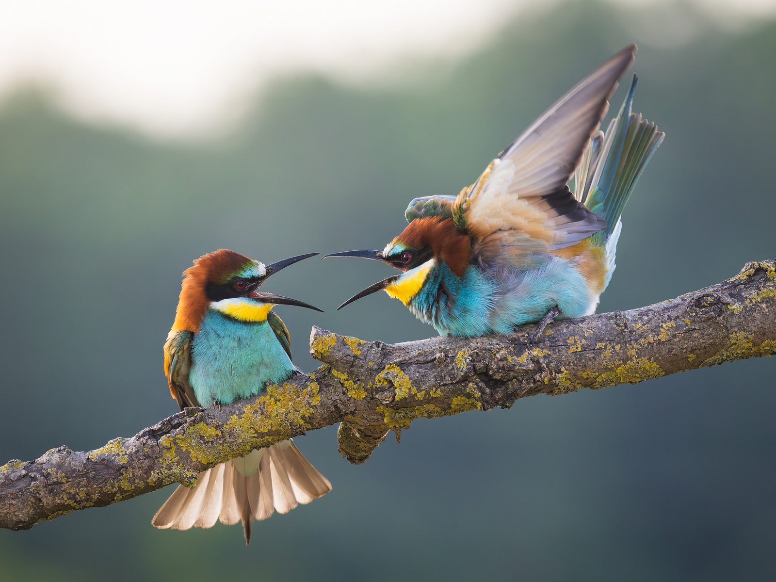 щурка, щурка золотистая, merops, merops apiaster, птицы, Герасименко Римма