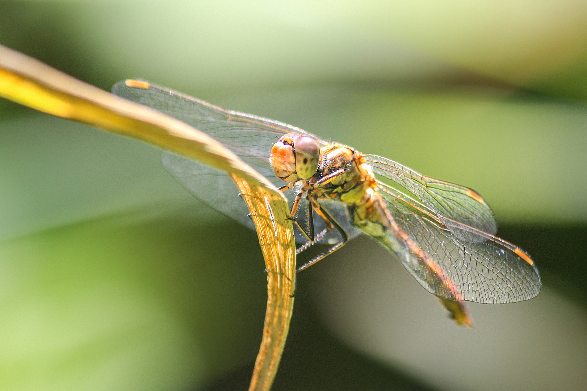 стрекоза, стрекоза кроваво-красная, сжатобрюх кроваво-красный, стрекоза кровяная, sympetrum sanguineum, КарОл
