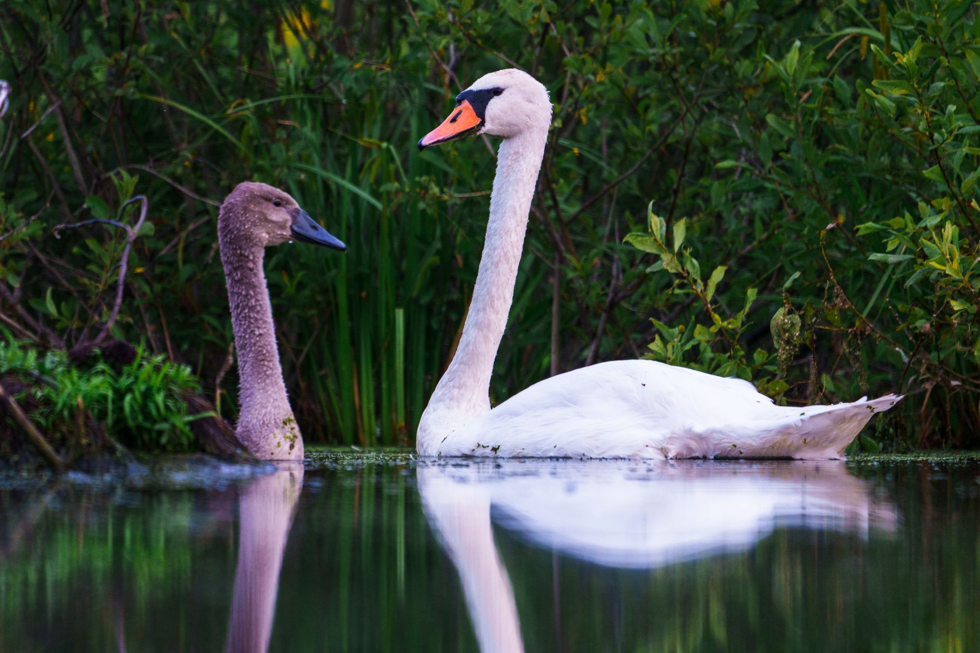 Лебеди, Велин Александр