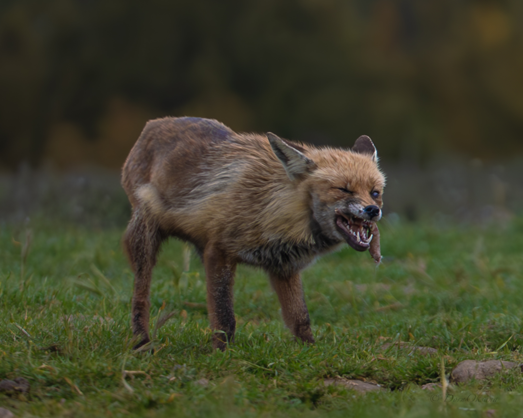 fox, predators, wild, animals, рыжая, обыкновенная, лиса, хищники, дикие, животные, Дорн Оксана