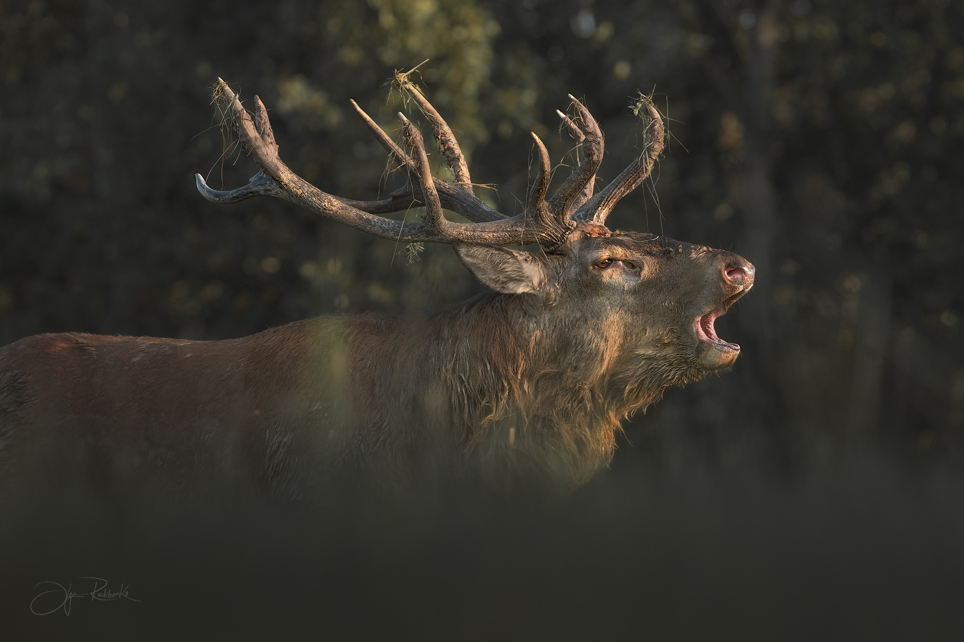 олень, беларусь, гон, deer, rut, осенний гон, красный бор, олени, осень, рассвет, red deer, беларусь, красный бор, Рудченко Ольга