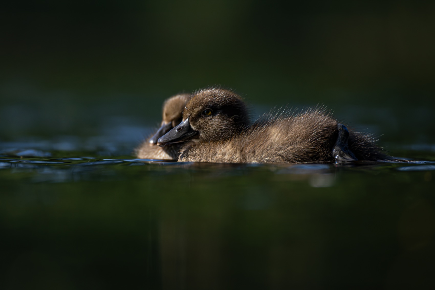 нырок, хохлатая чернеть, утенок, птицы, Руслан Pl