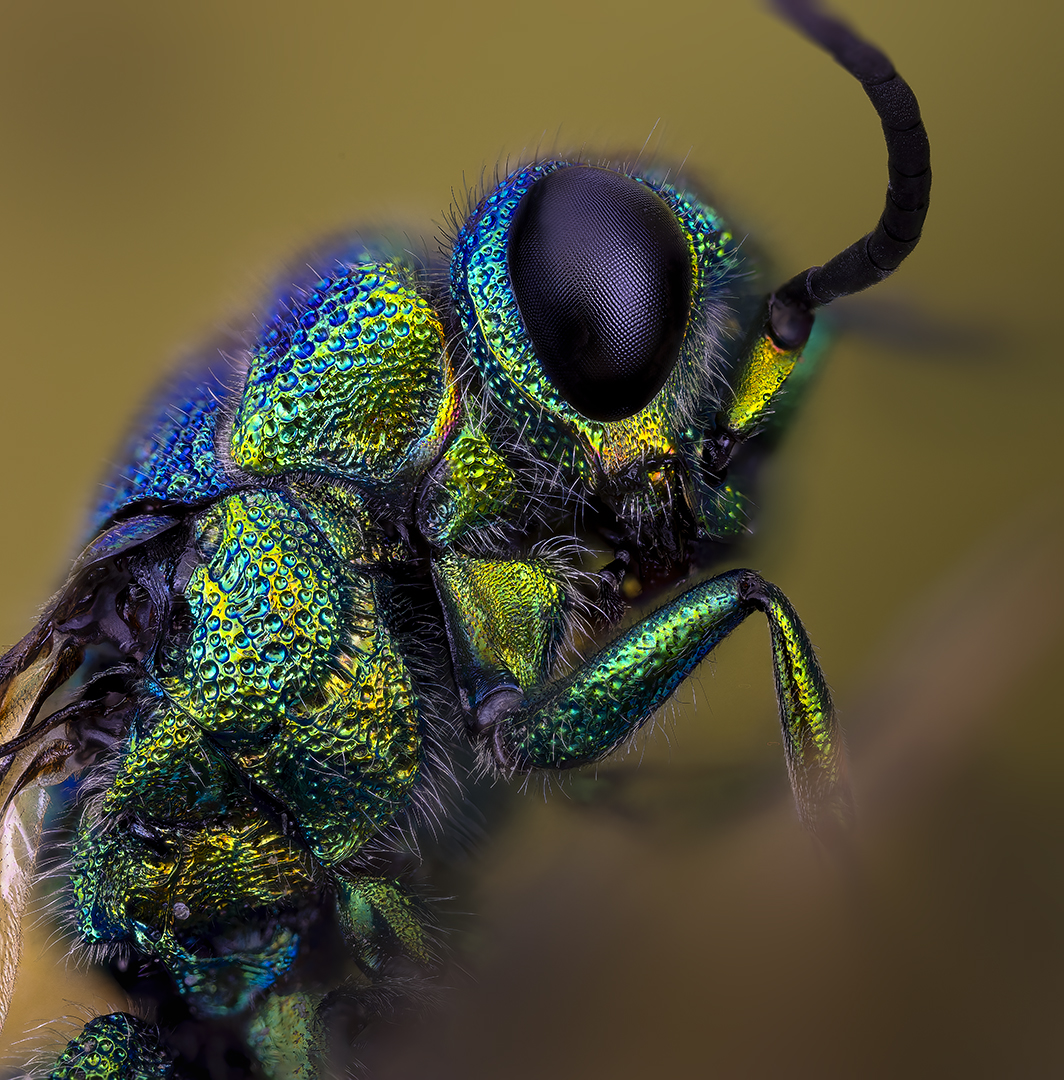 hymenoptera, parnopes grandior, Kavaliauskas Eugenijus