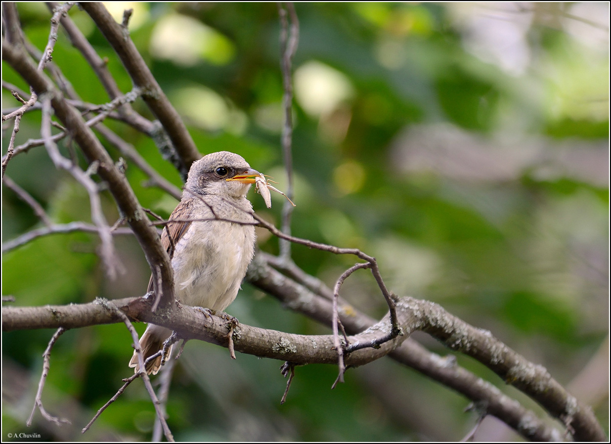 птенец,сорокопут,жулан,папа,угостил, Александр Чувилин