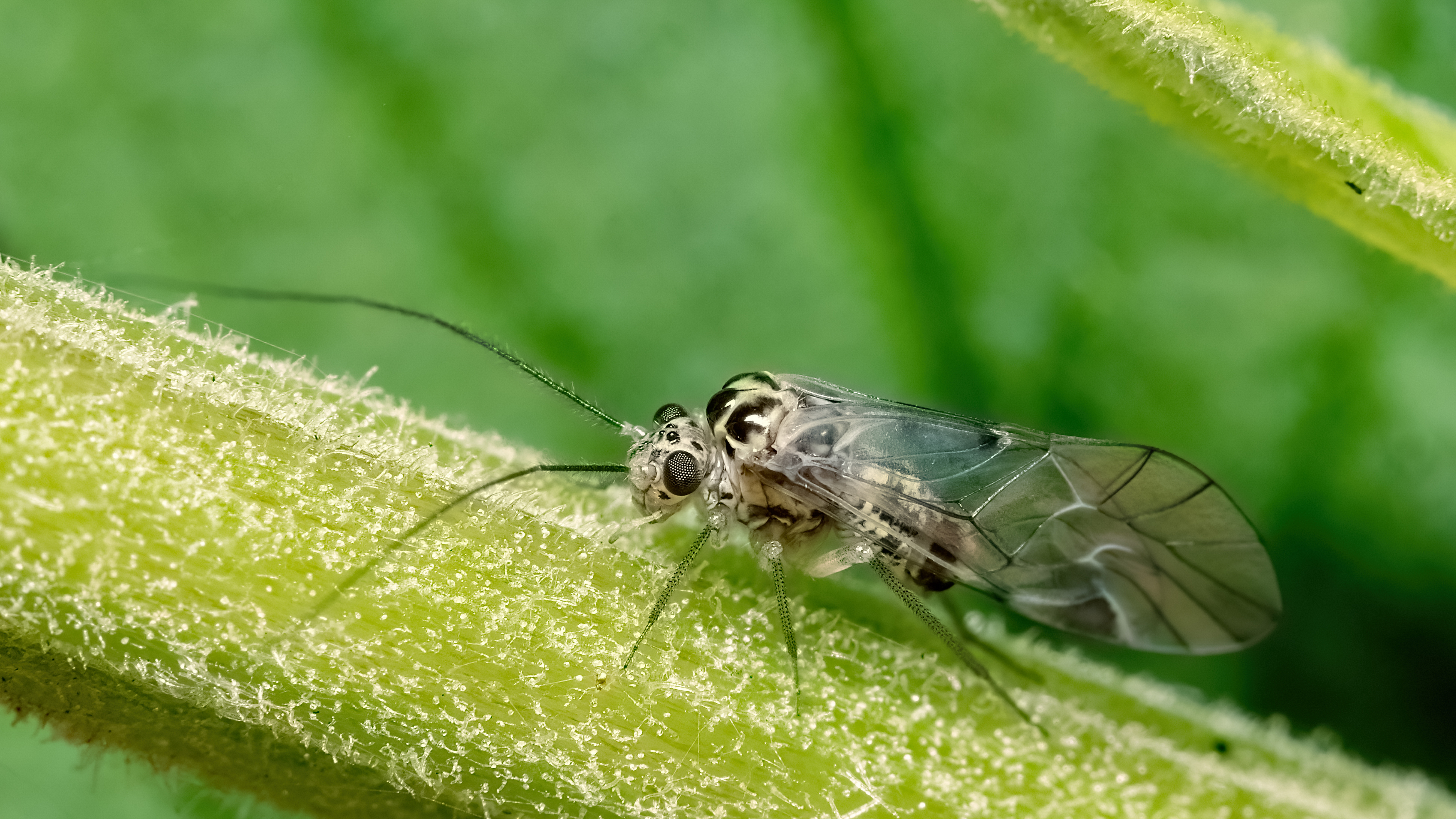 макрофото, макрофотографии, фотомакро, насекомые, макромир, макрофотограф, макроаддикт, макро_мир, naturelovers, naturelover, naturephotography, macrolove, macro_love, biodiversity, macrophotography, macro, macronature, entomology, arthropods, arthropod, ,  Stephane