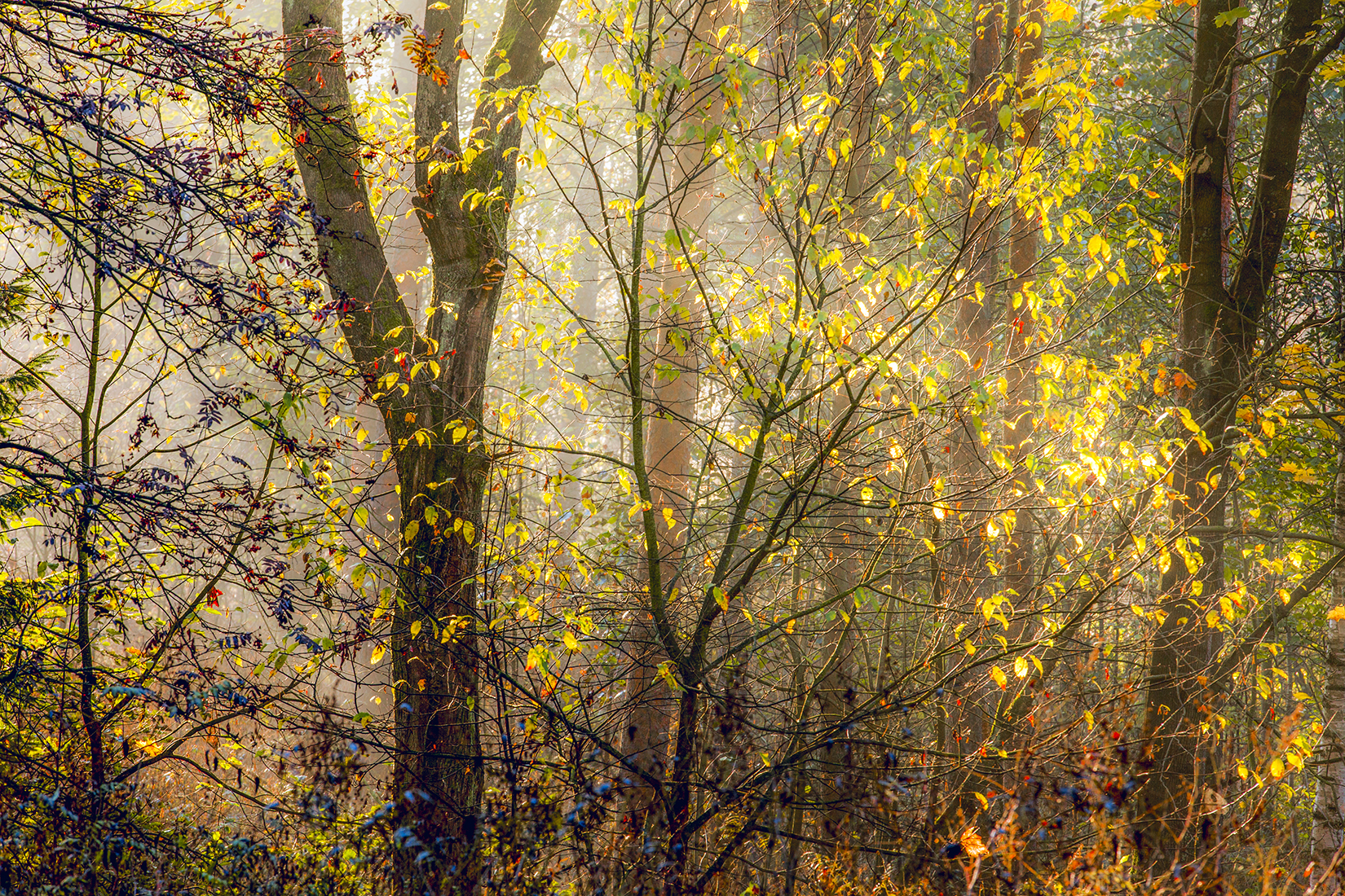 ,  александр михайлов