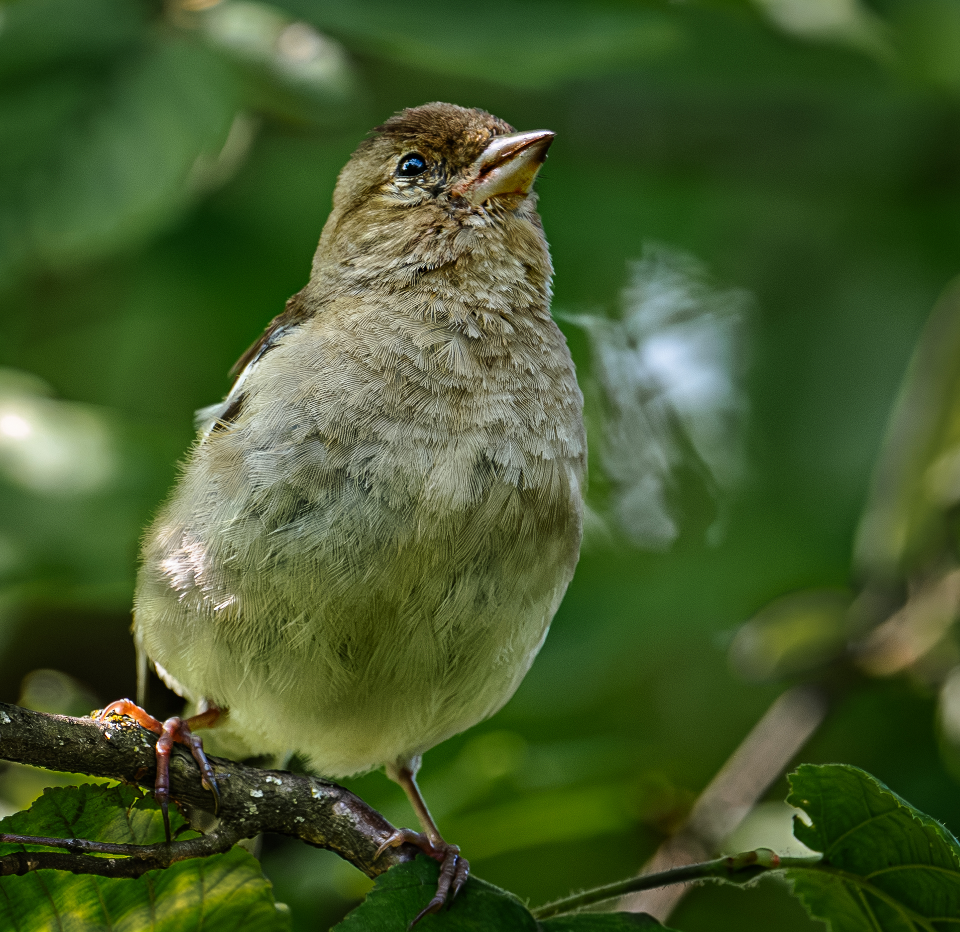 , Курлянцев Алексей