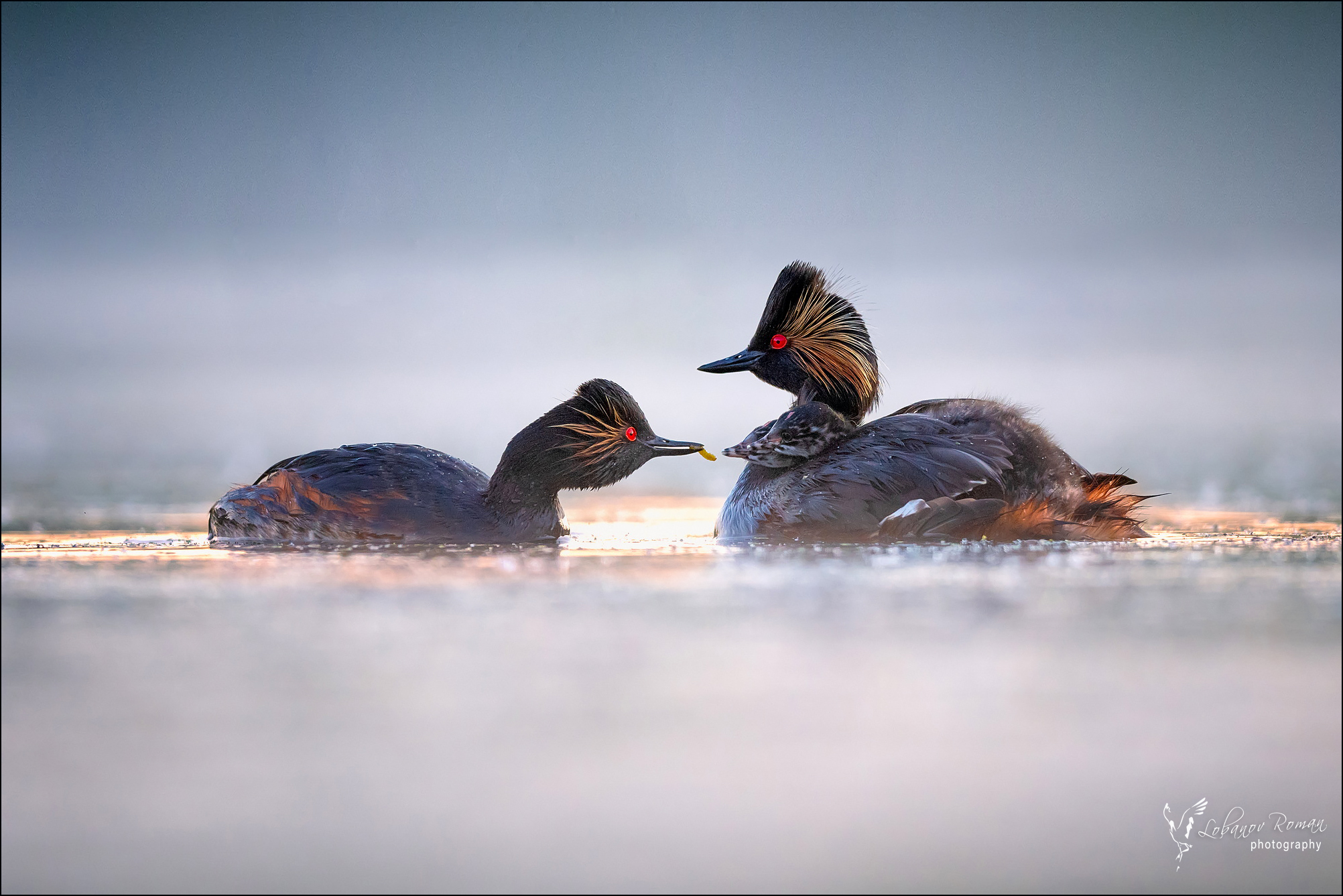 , Лобанов Роман