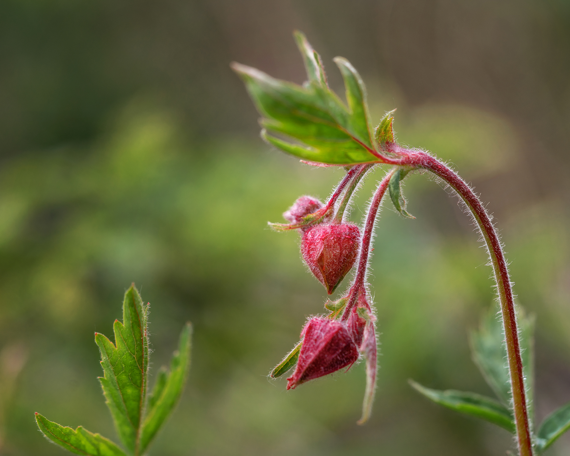 гравилат, цветок, природа, растение, флора, Людмила Завьялова