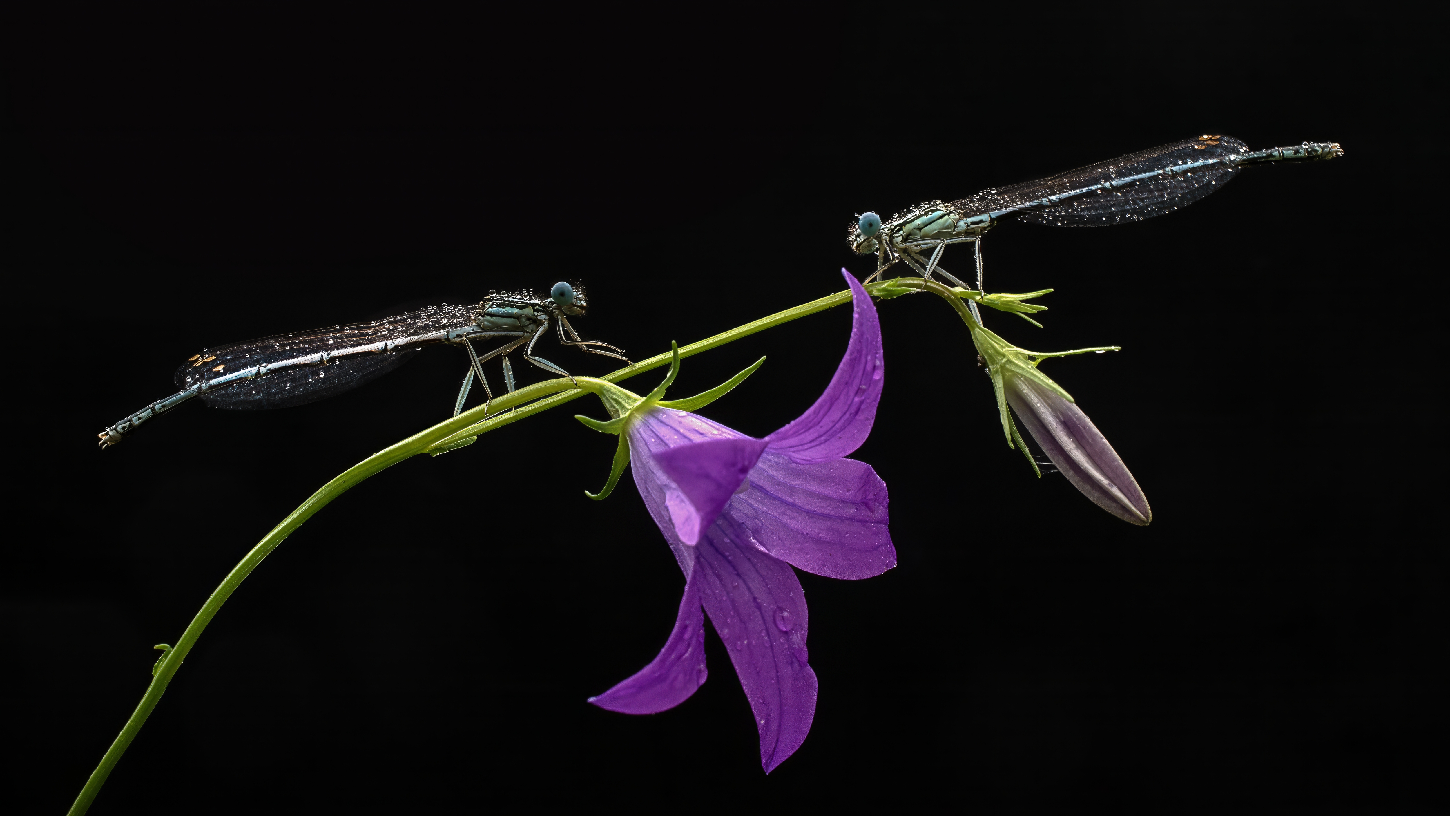 , Людмила Железнова