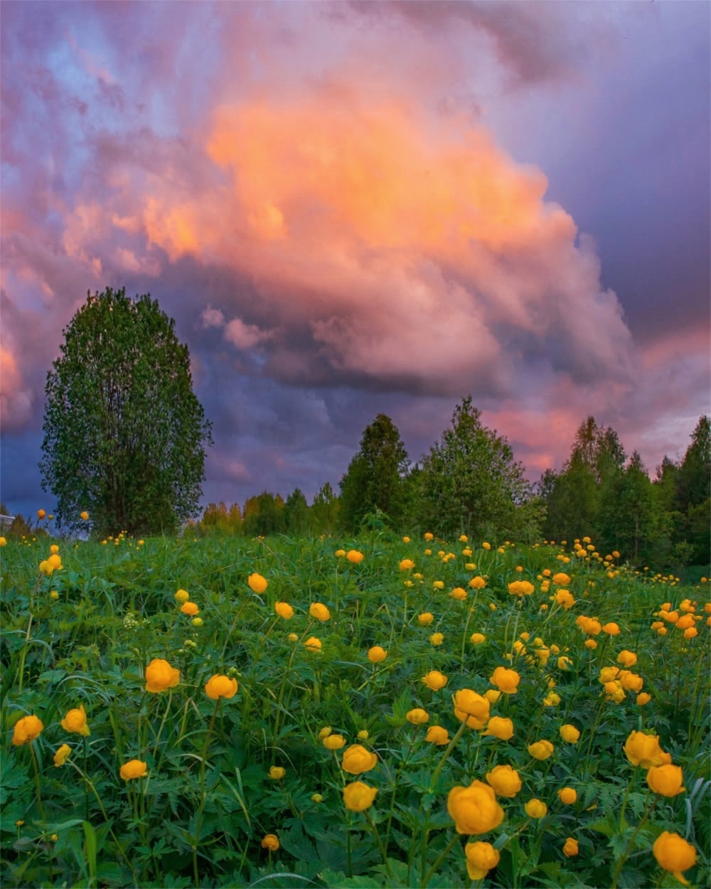 , Петр Косых