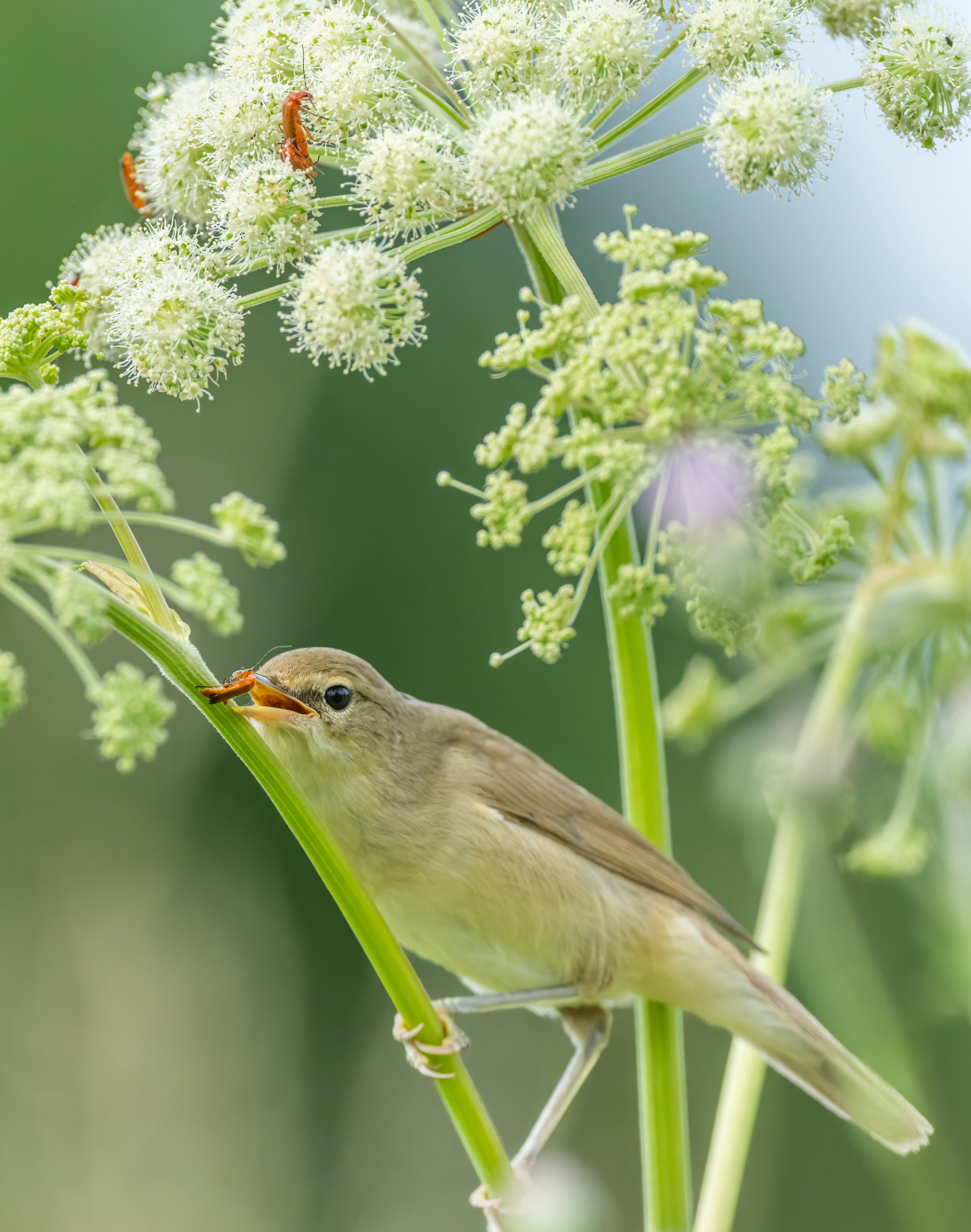, Дэм Константин