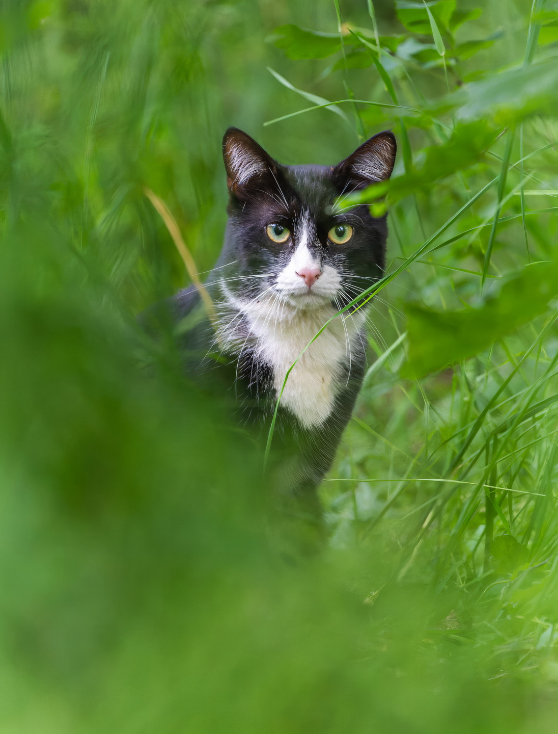 , Дэм Константин