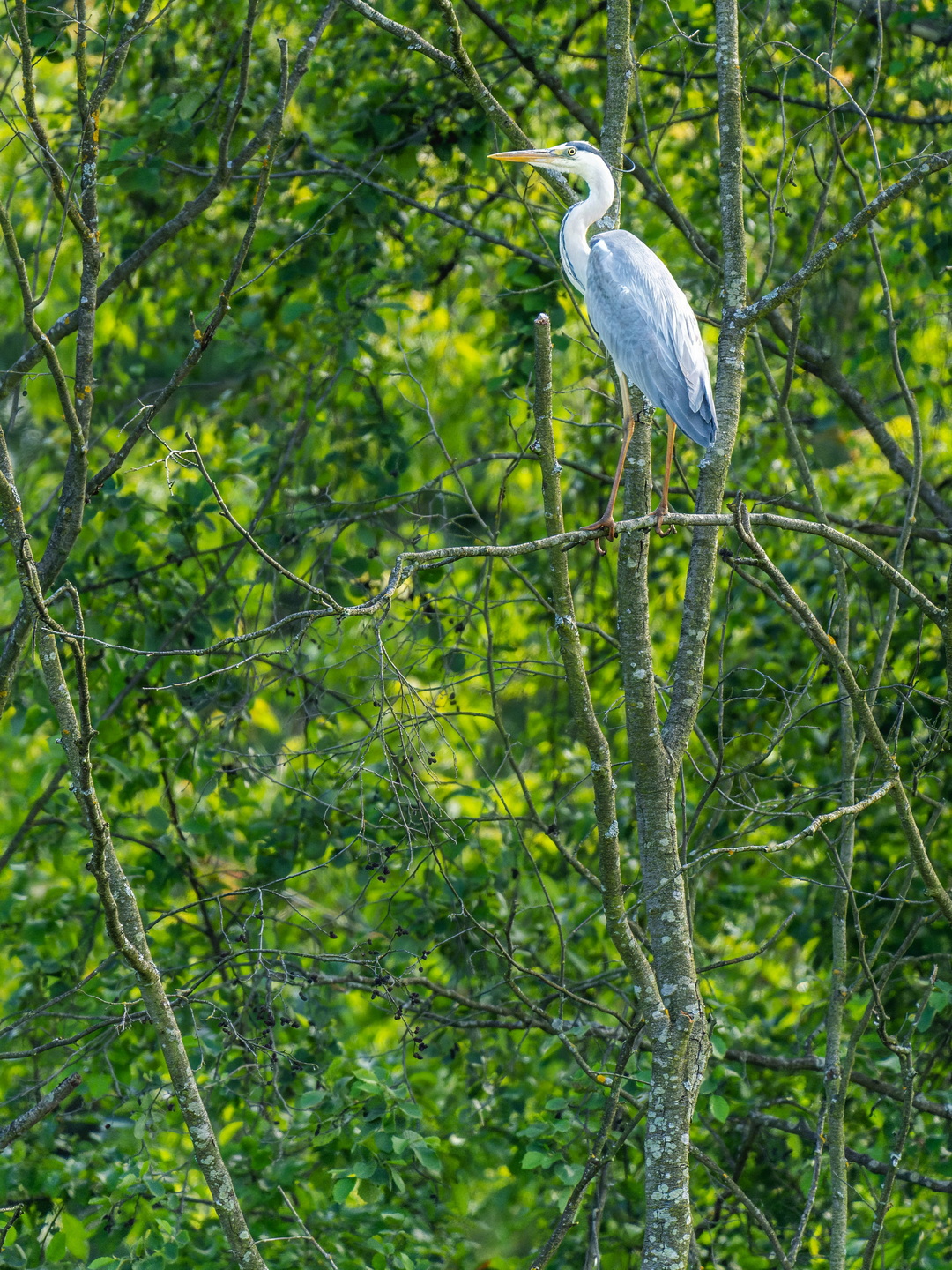 , Дэм Константин