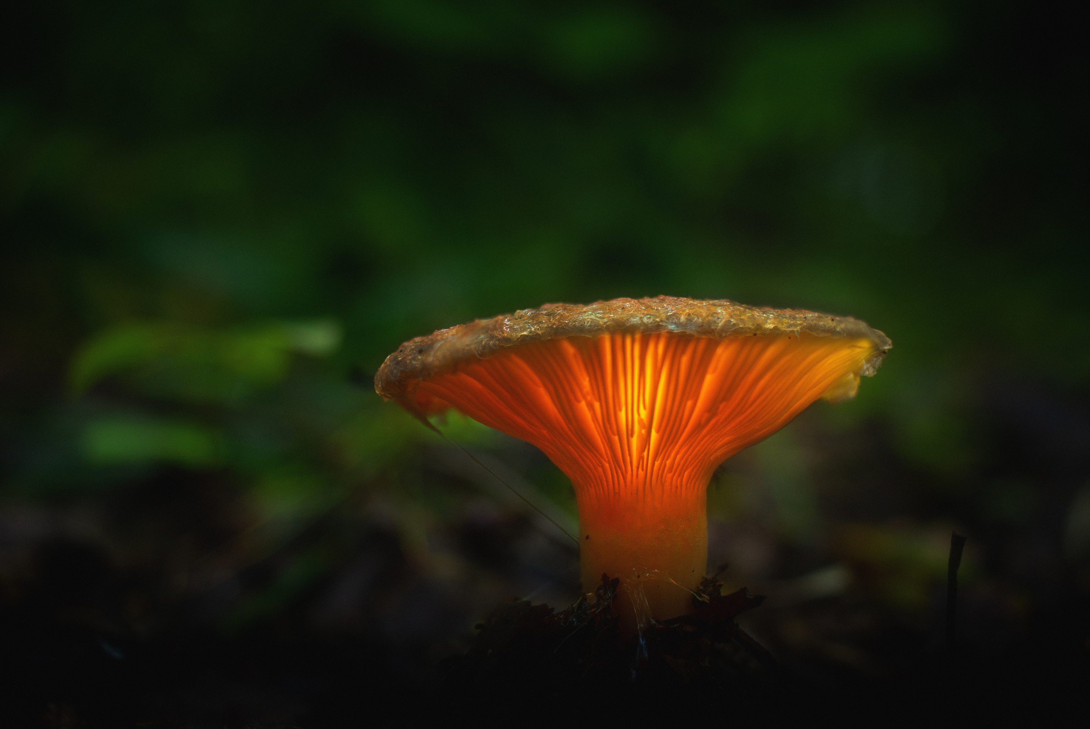 , Кокорин Алексей