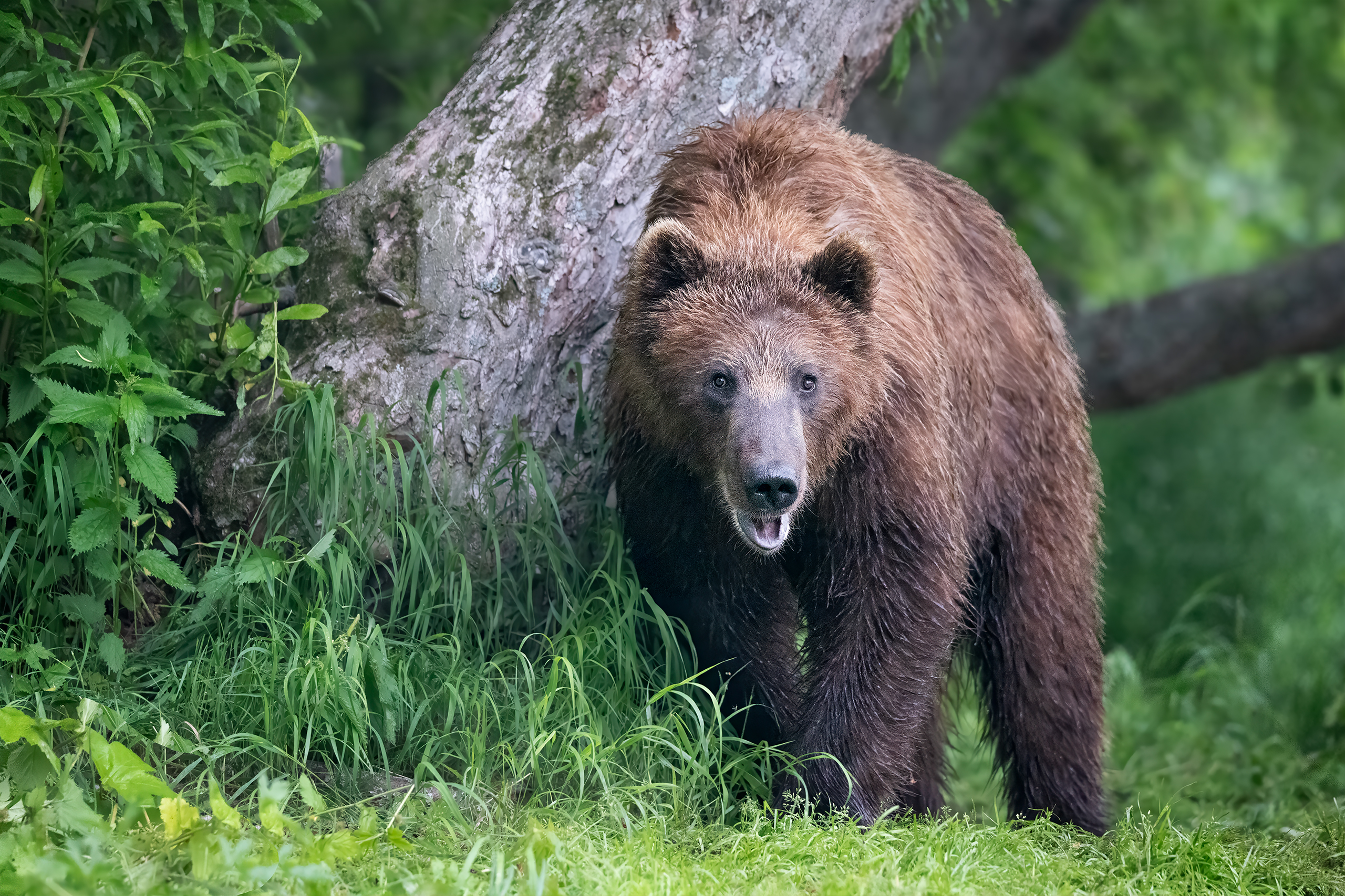 , Проценко Татьяна