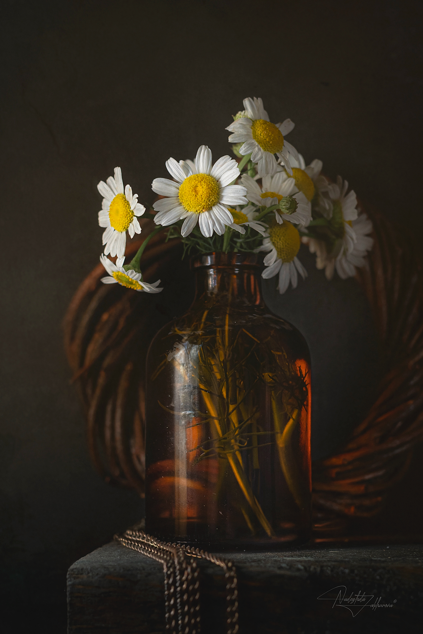 натюрморт, ромашки, цветы, натюрморт с ромашками, аптечная ромашка, лето2025, лето, Захарова Надежда