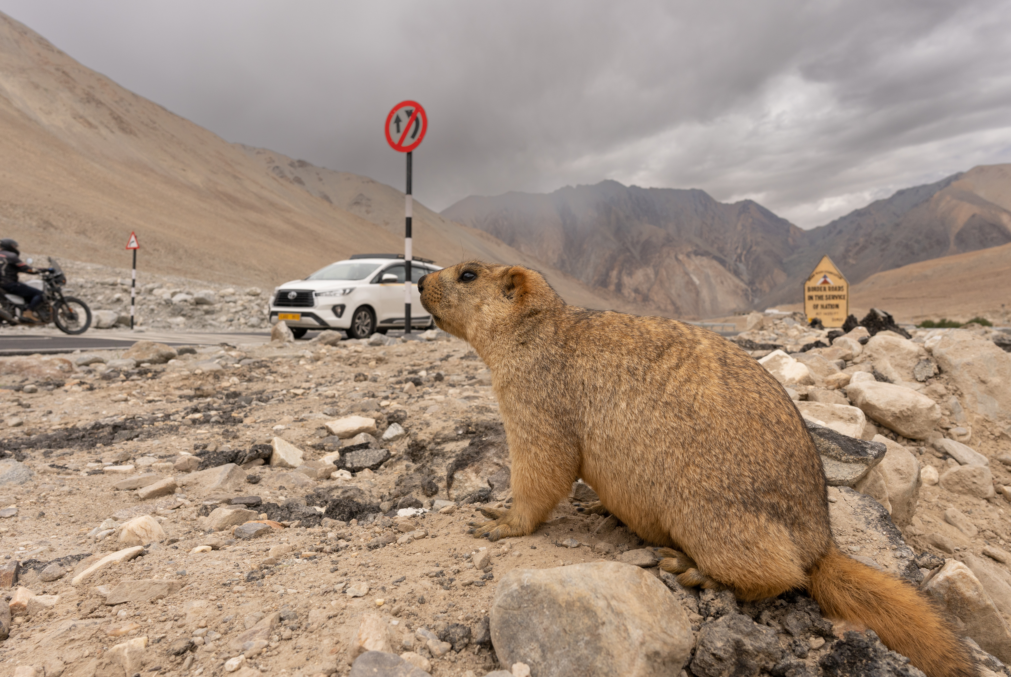, Владимир Цветов