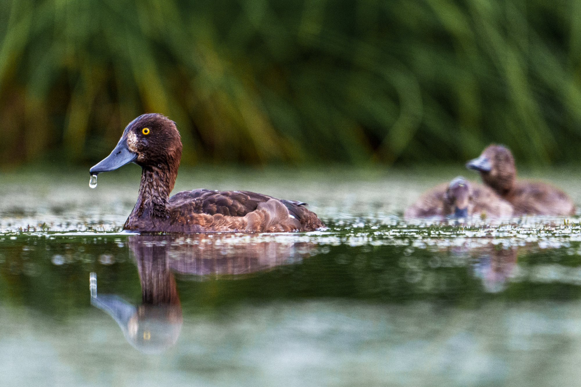 , Велин Александр