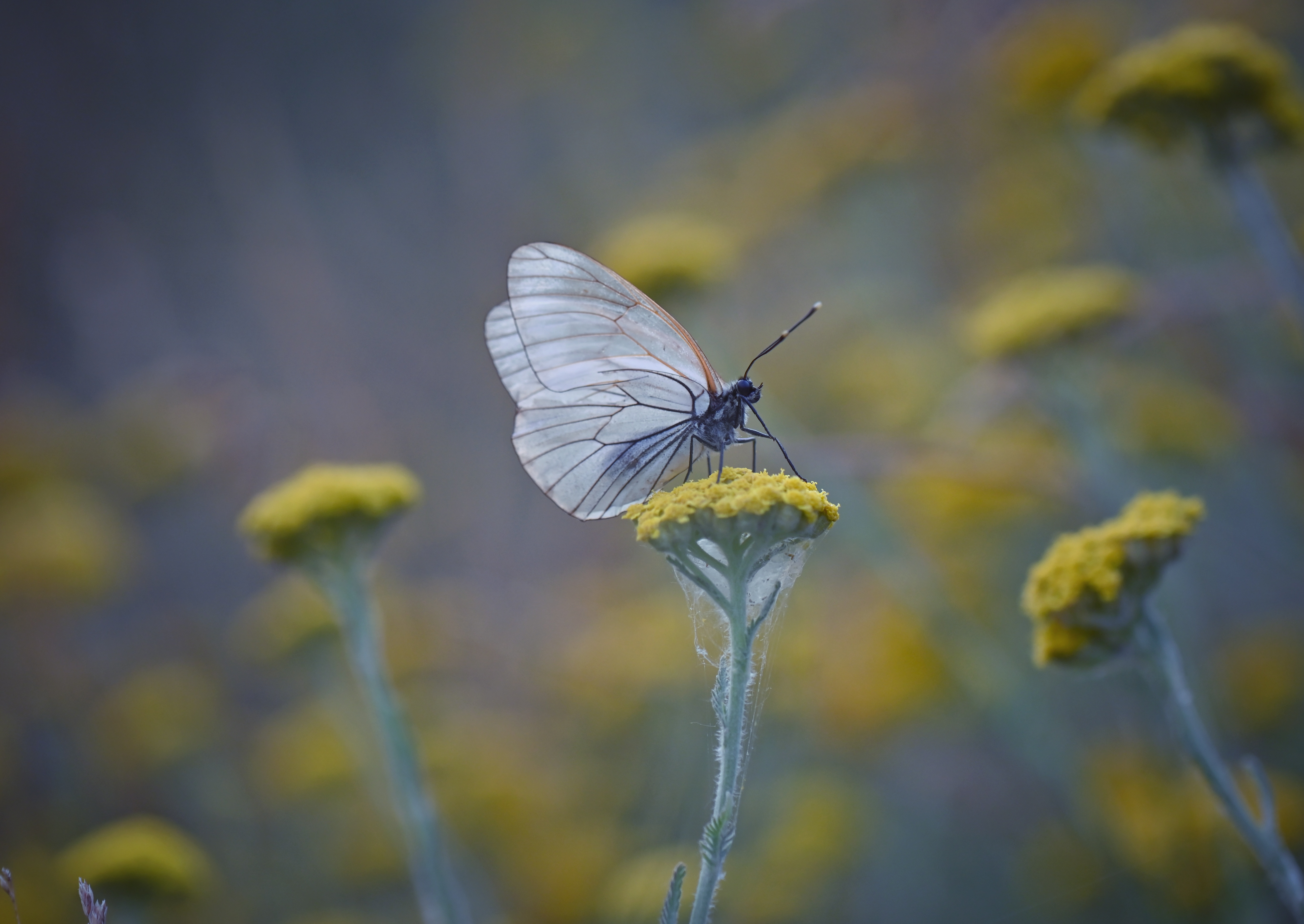 , Герчев Николай