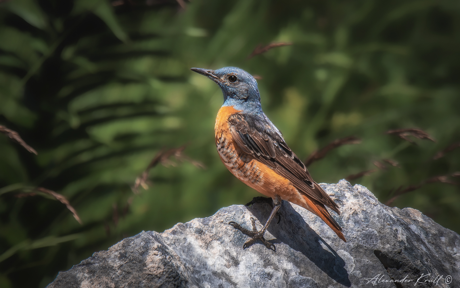дрозд, пестрый каменный дрозд, monticola saxatilis, Круль Александр