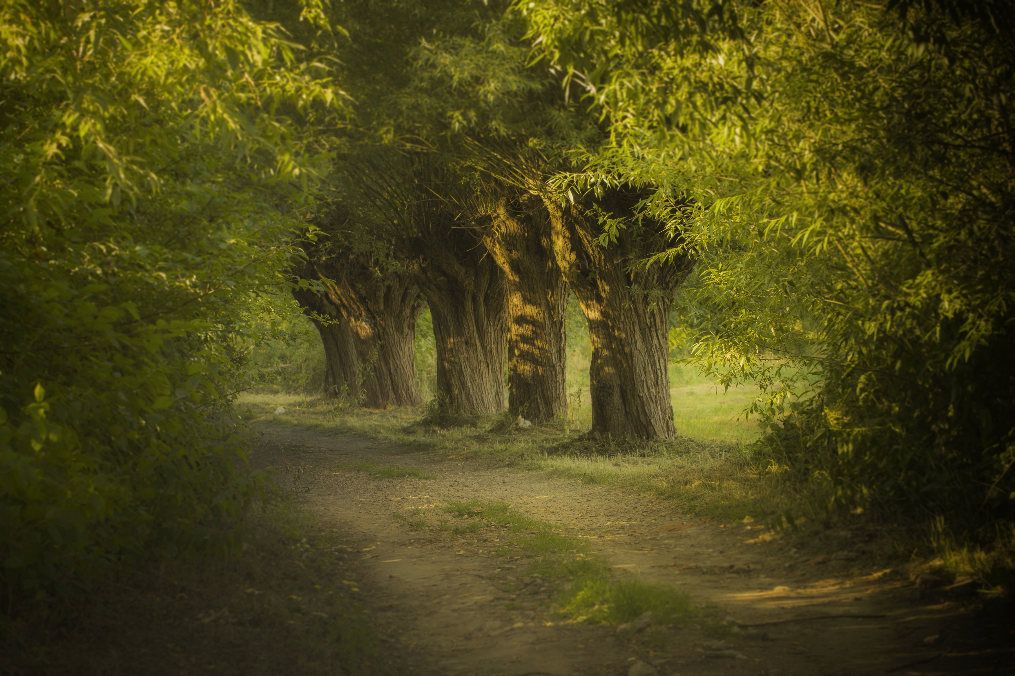 Tree, Nature, Forest, Landscape, Woodland, Willows, Alley, Kraków, Poland, Road, Damian Cyfka