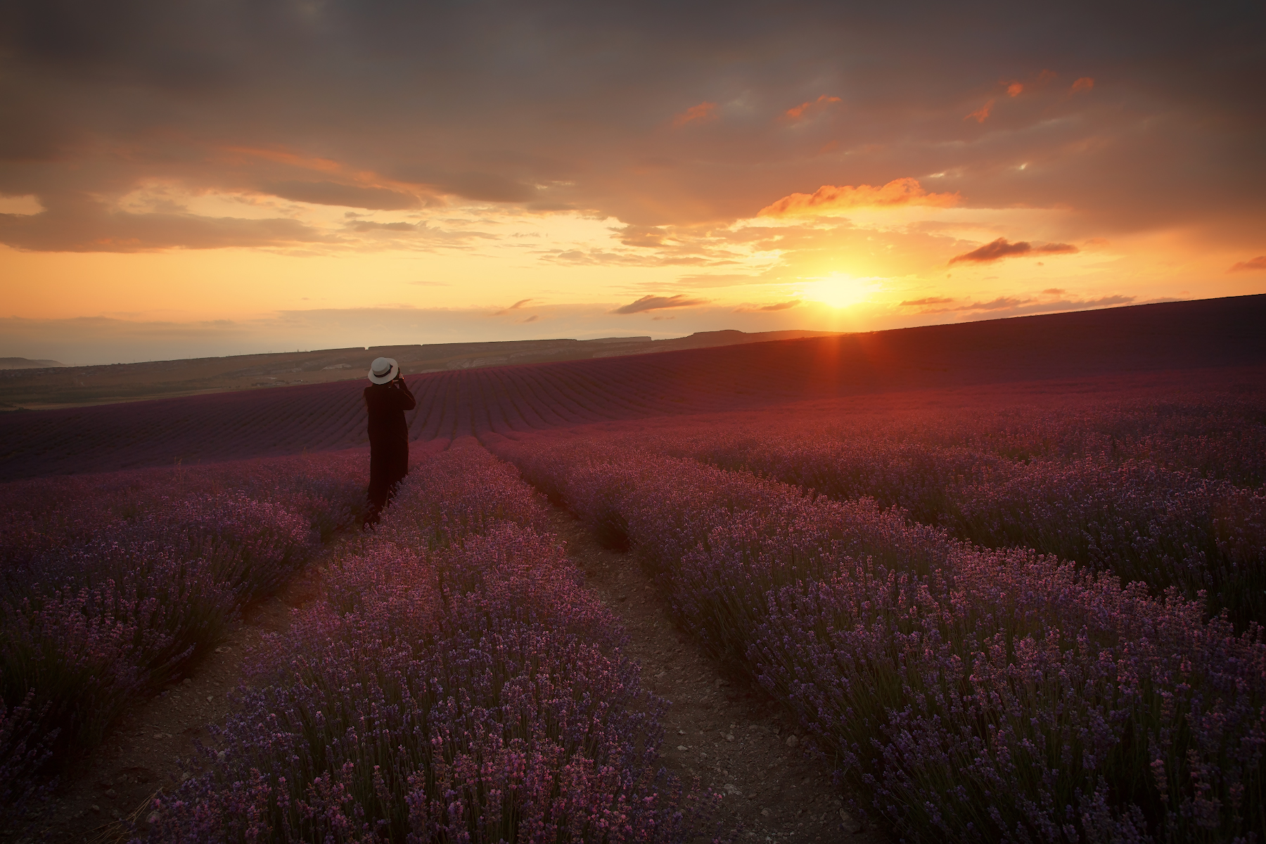 крым, лето, цветы, лаванда., Владимир Дубинин
