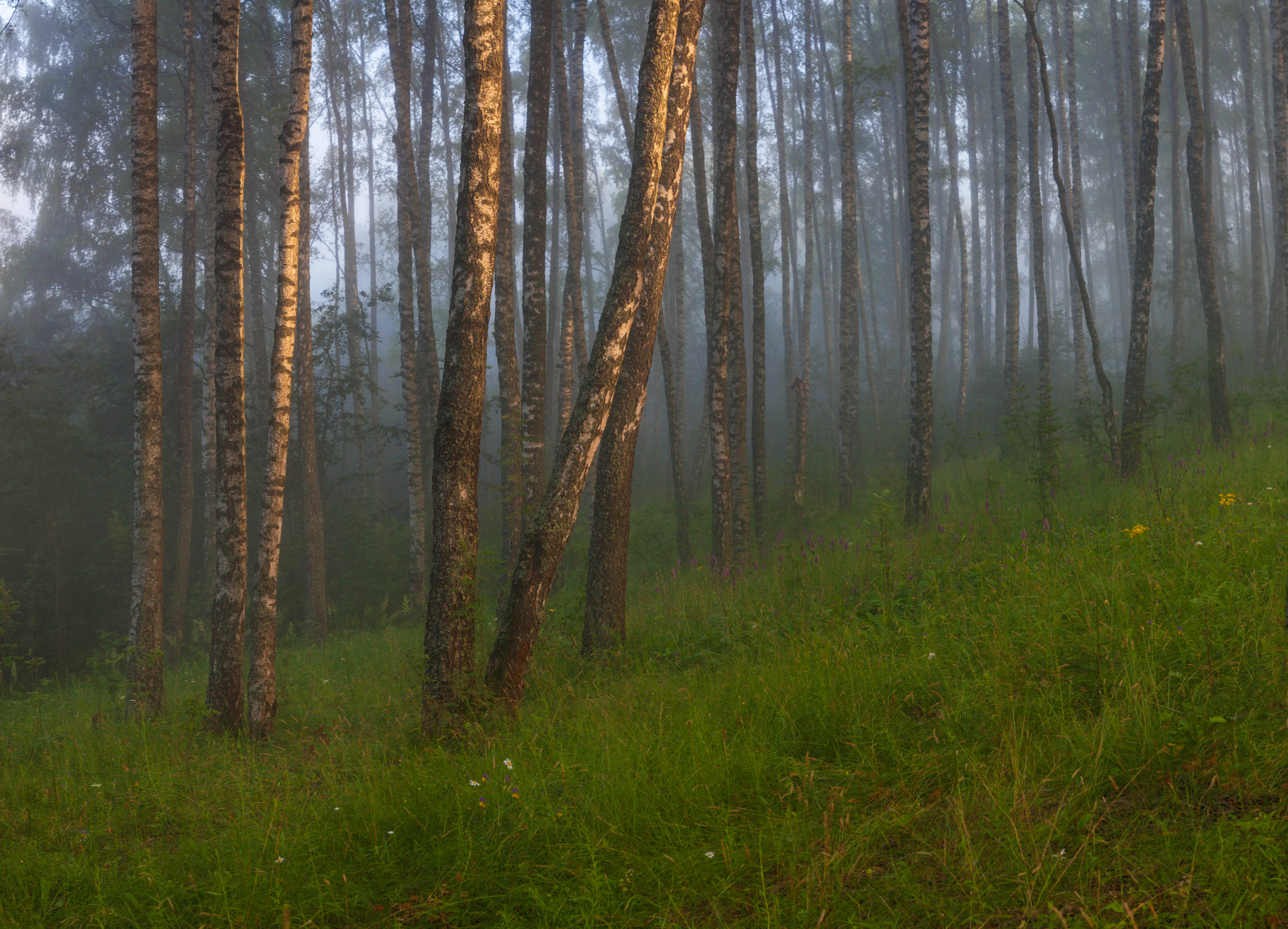 лес, рассвет , лето, Свистков Александр