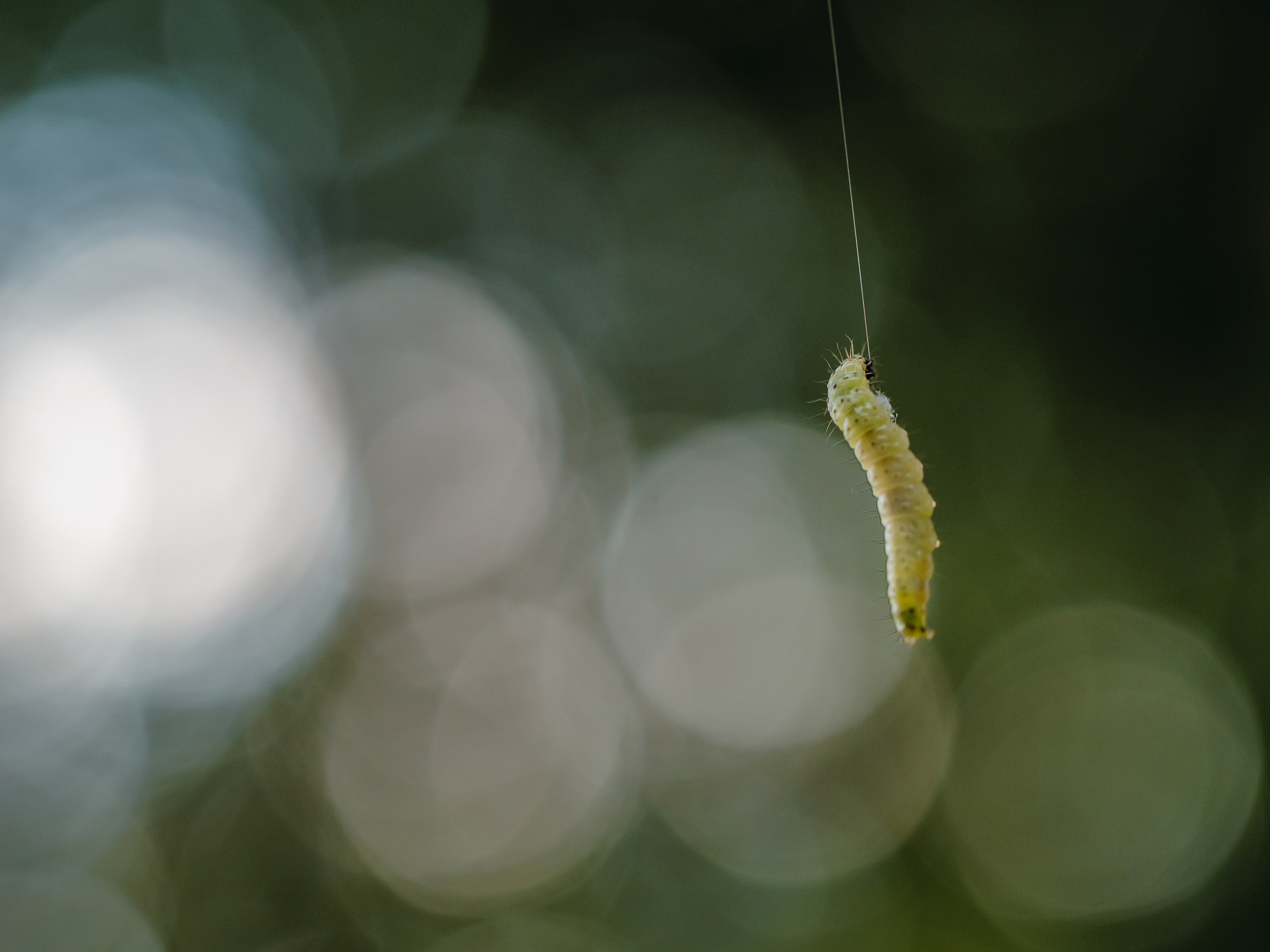 , Ирина Протченко