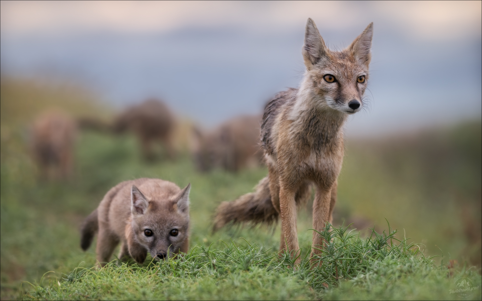 корсак, лиса, степная лиса, взрослый корсак, маныч,заповедник черные земли, корсачок, фото корсака, молодой корсак, степная лисица, vulpes corsac, калмыкия, черные земли,  корсачонок, корсачата, калмыцкий корсак, корсаки, vulpes corsac kalmykorum,, Влад Соколовский