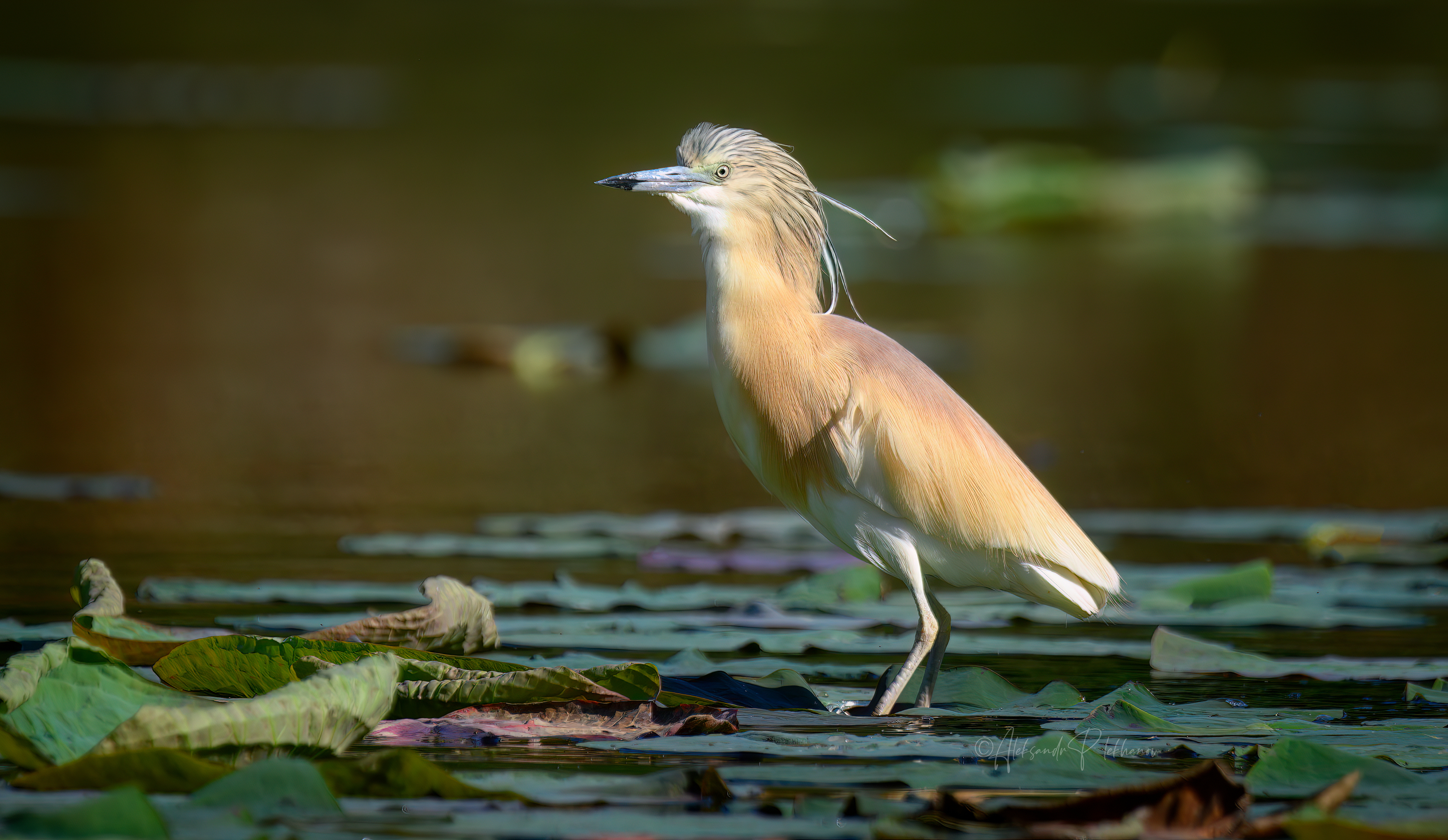 squacco, heron, Плеханов Александр