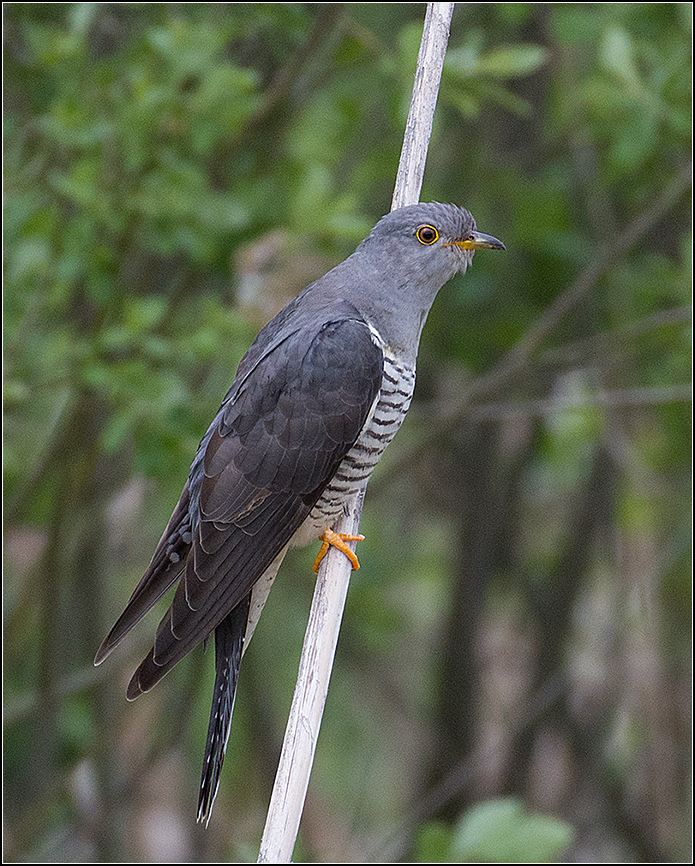 москва, июнь, парк, кукушка, птица, АНАТОЛИЙ ДОВЫДЕНКО