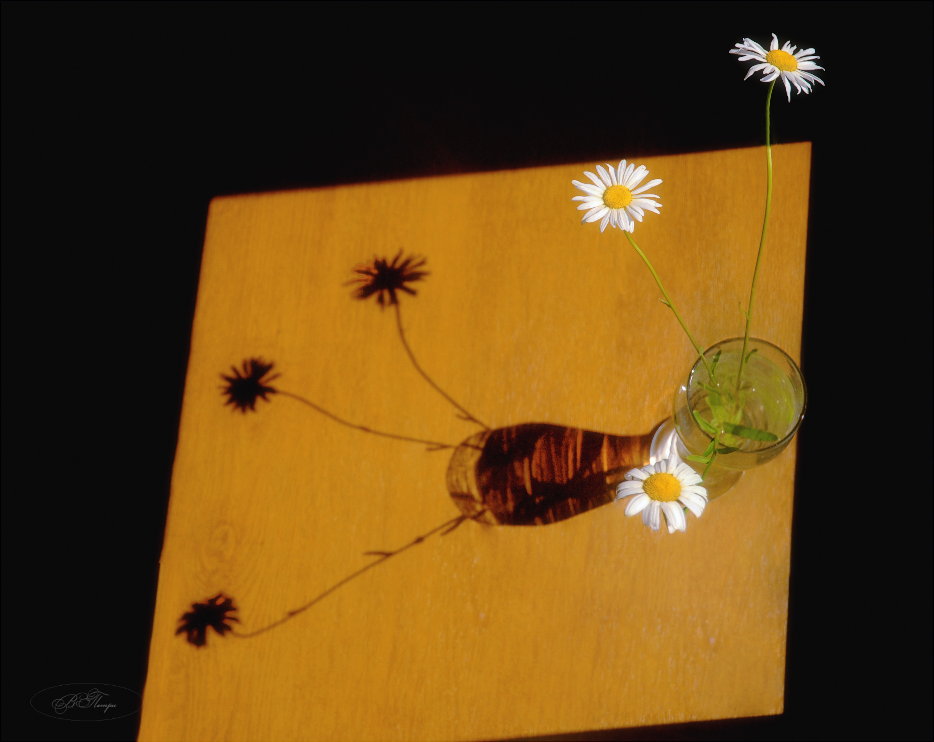 ромашки ваза тени, Вера Петри