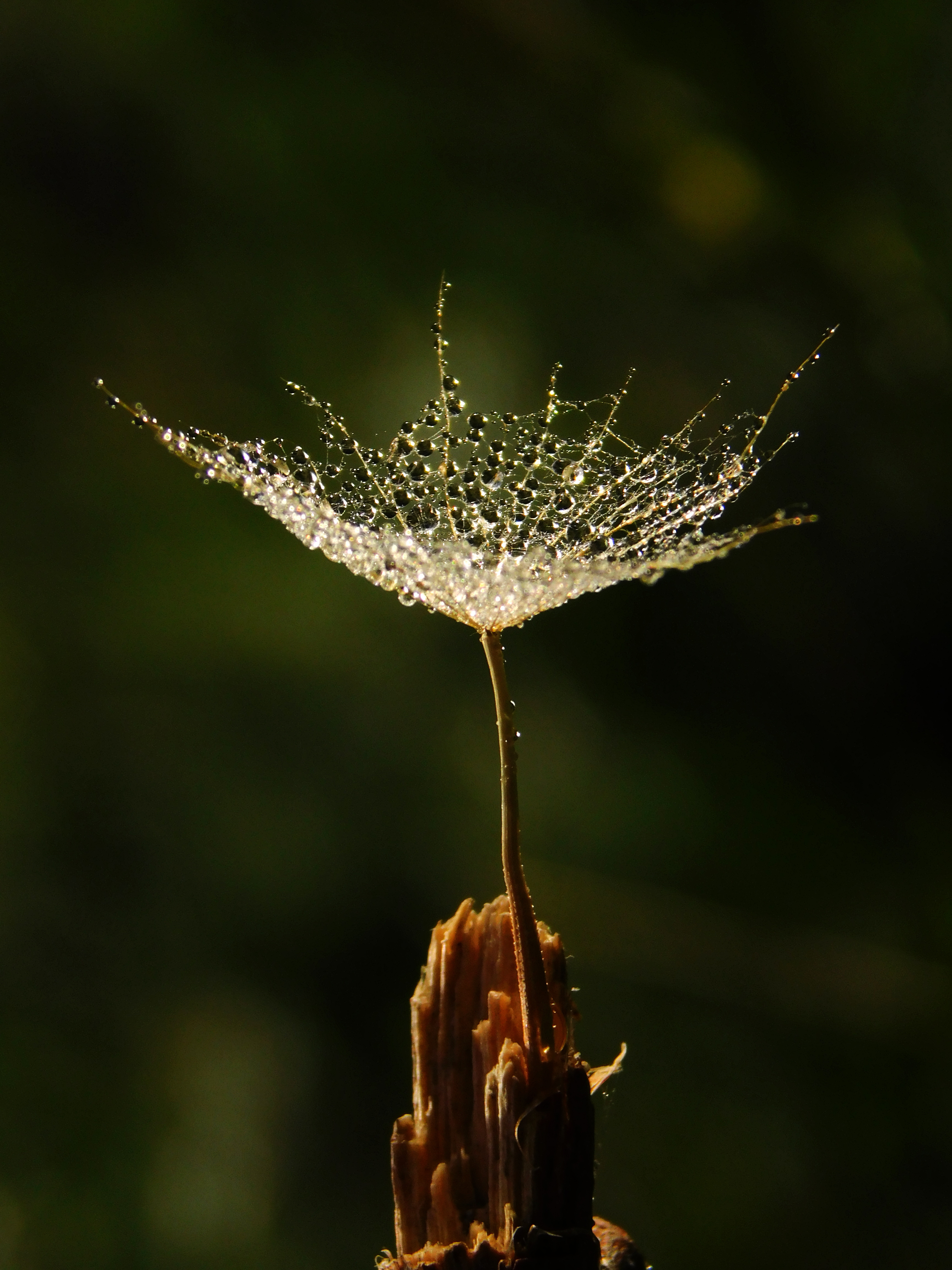 , Сергей Чеченов