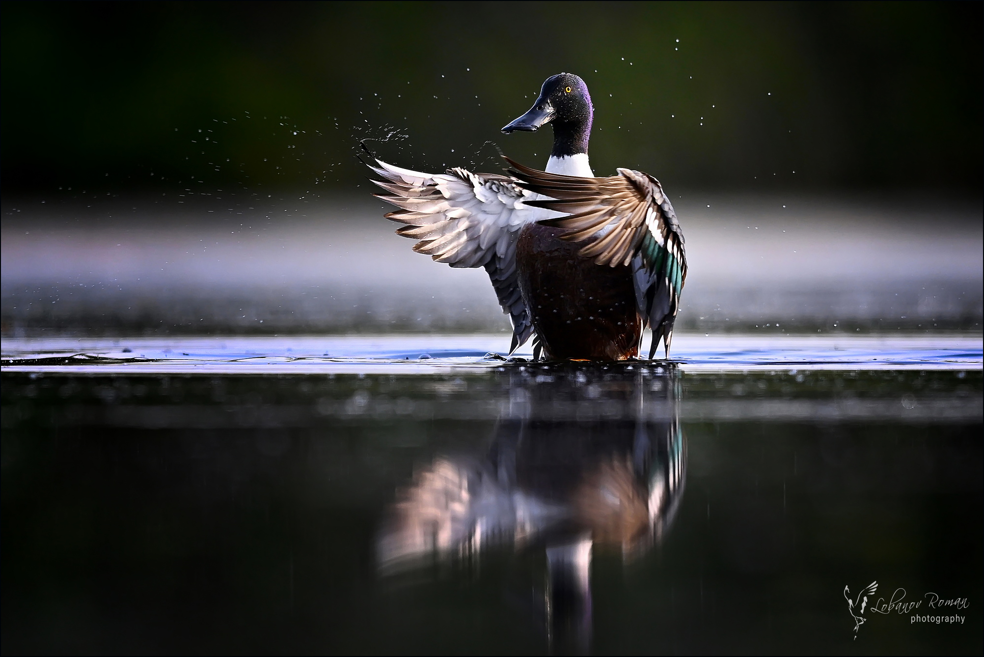 , Лобанов Роман