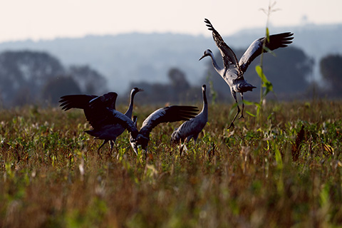 , Велин Александр