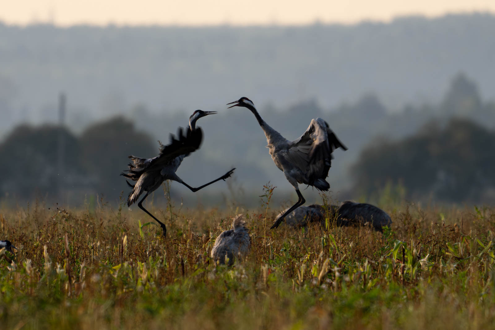 , Велин Александр